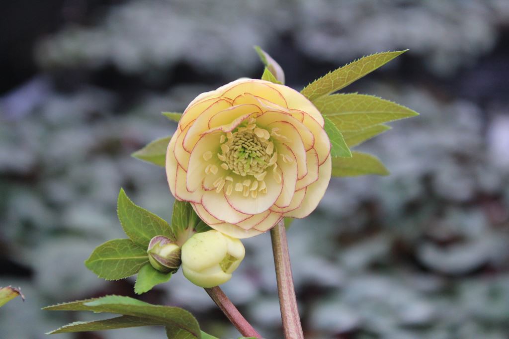 クリスマスローズページ 1709105422885_thum_460820_phot