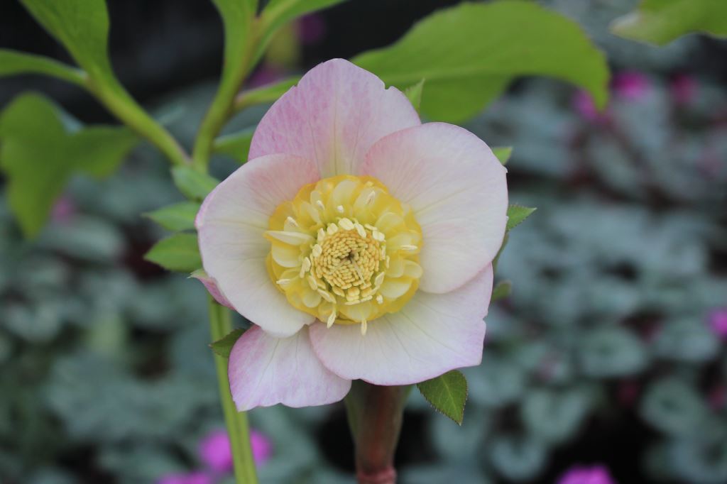 クリスマスローズ　ハイブリダス