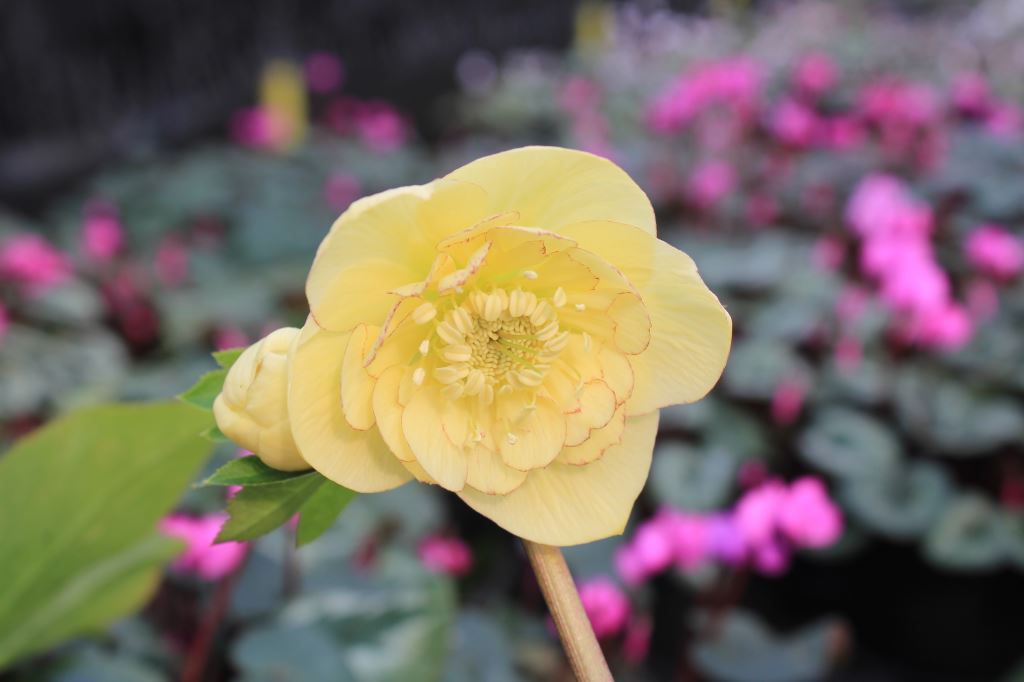 クリスマスローズ　ハイブリダス