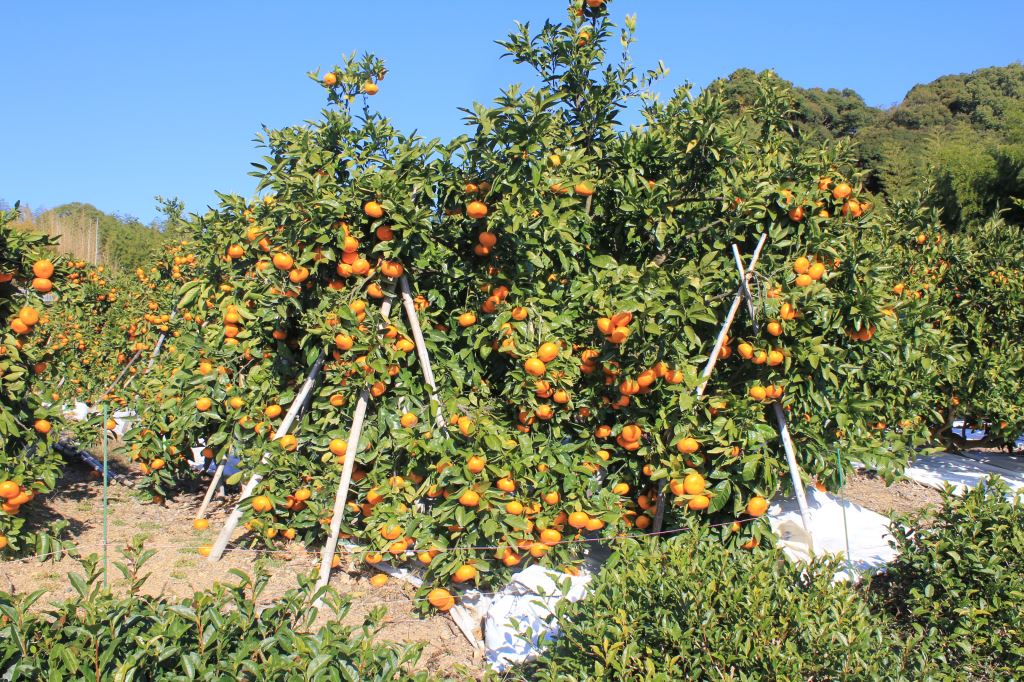 青島温州みかん　畑