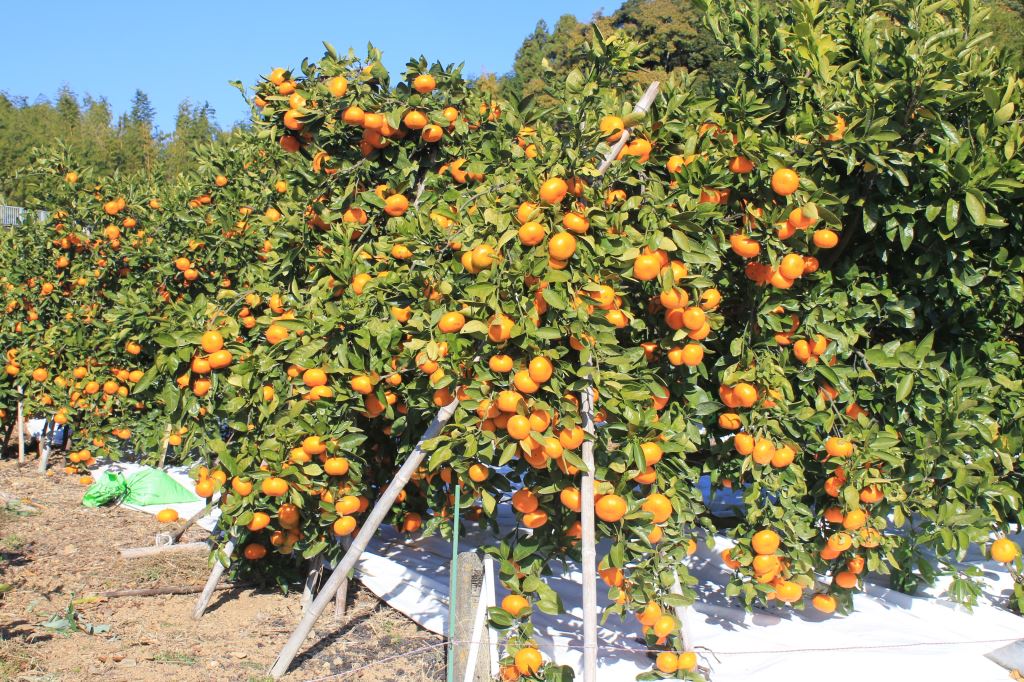 青島温州みかん　畑