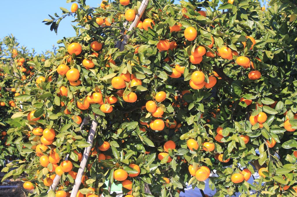 青島温州みかん　畑