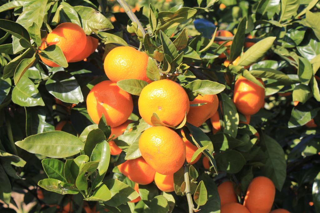 青島温州みかん　畑