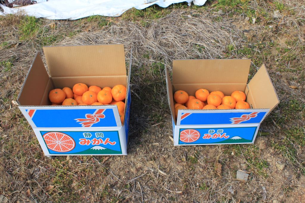 青島温州みかん　畑