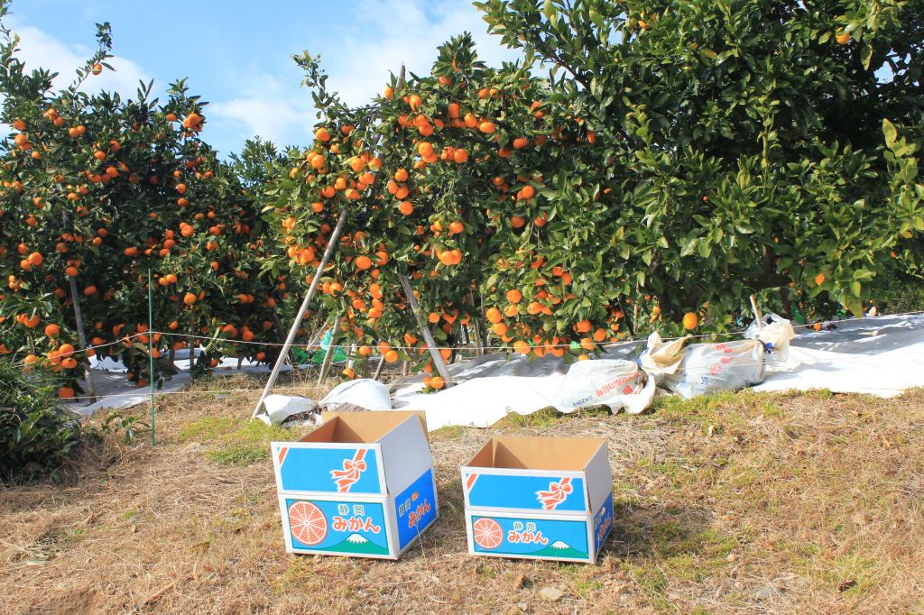 青島温州みかん　畑