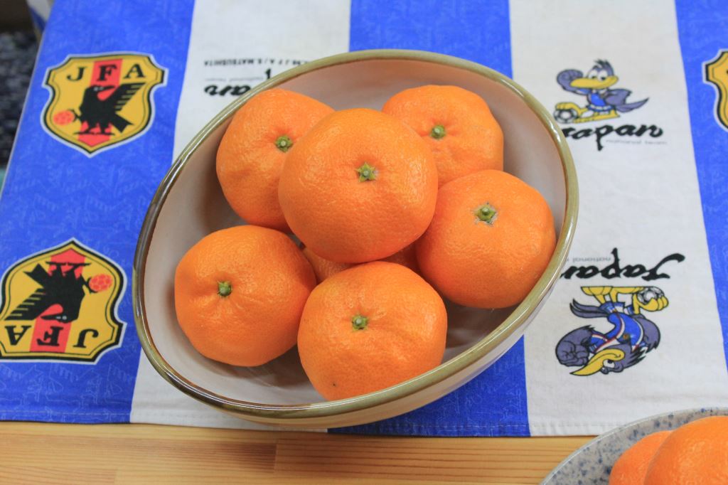 青島温州みかん畑