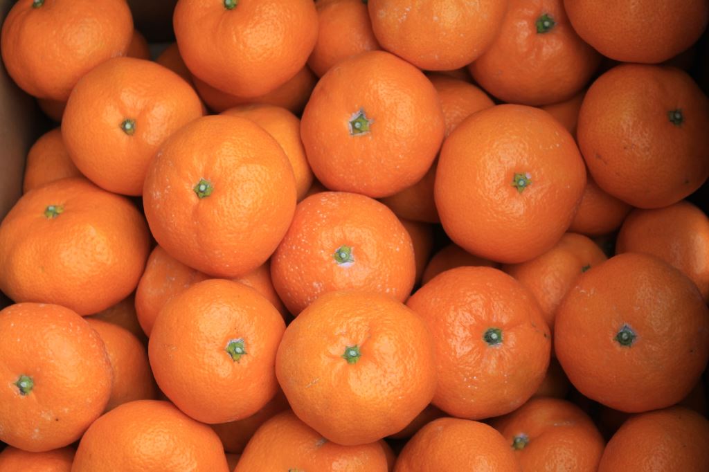 青島温州みかん　10kg箱