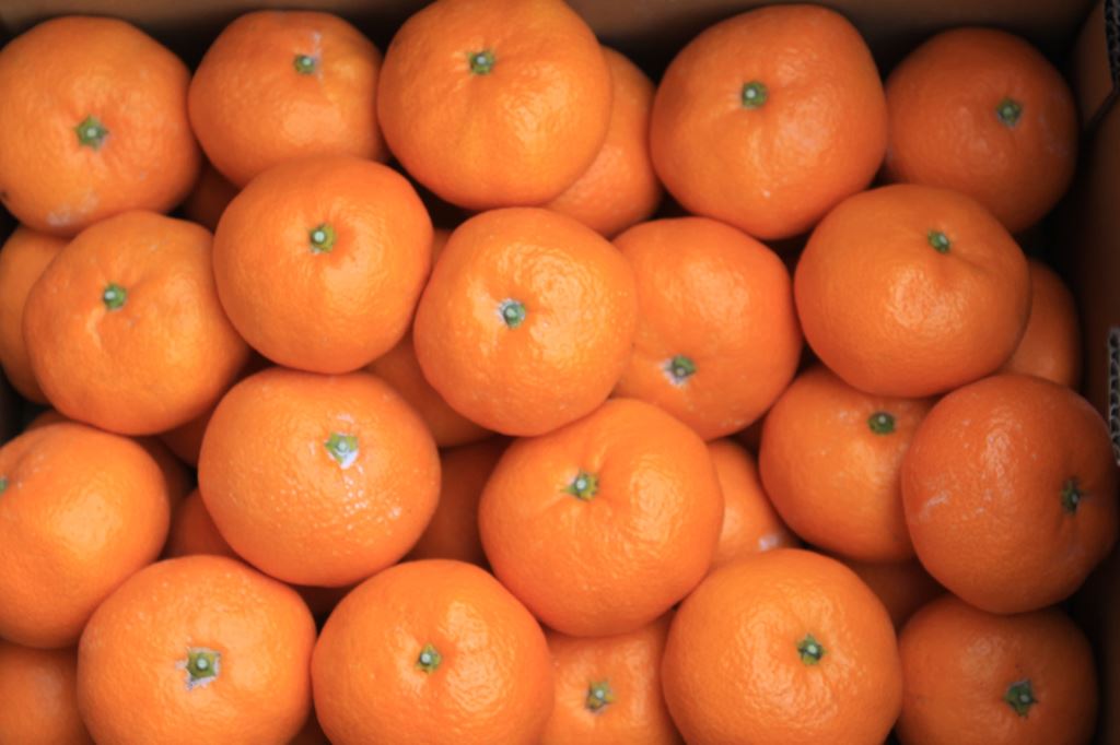 青島温州みかん　5kg箱