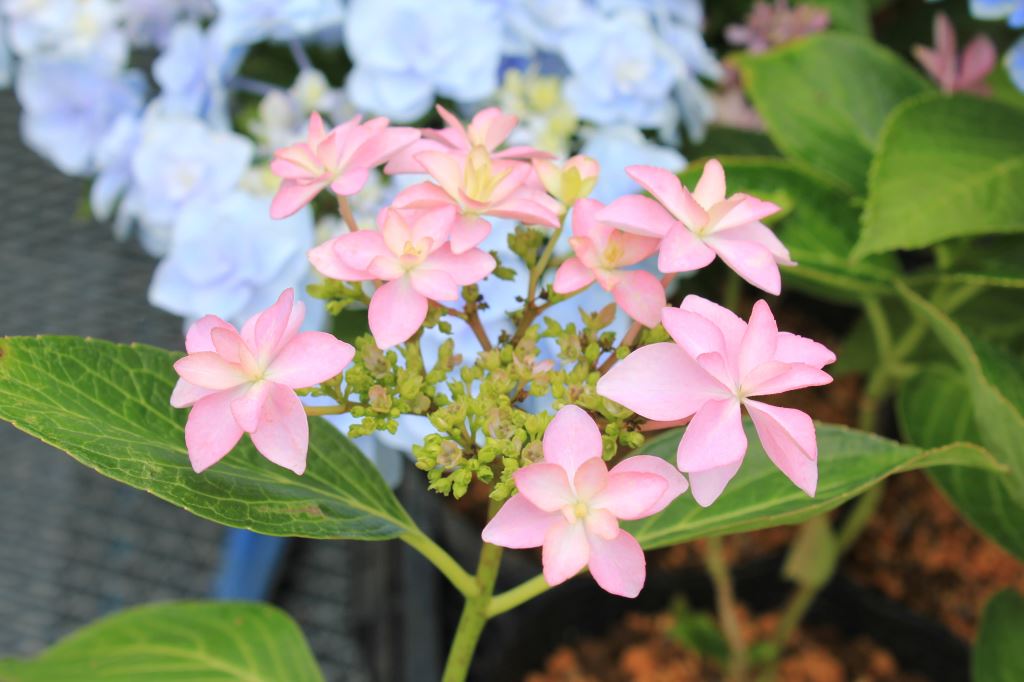 ダンスパーティ