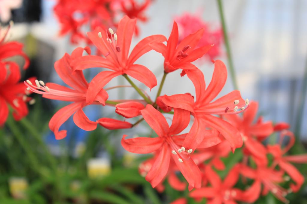 オレンジダイアモンド