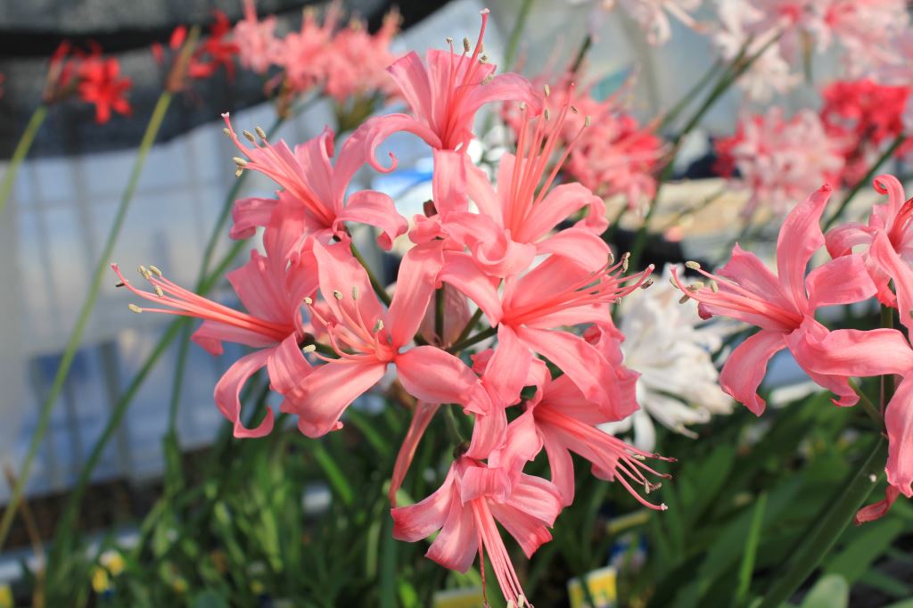 ピンクダイアモンド