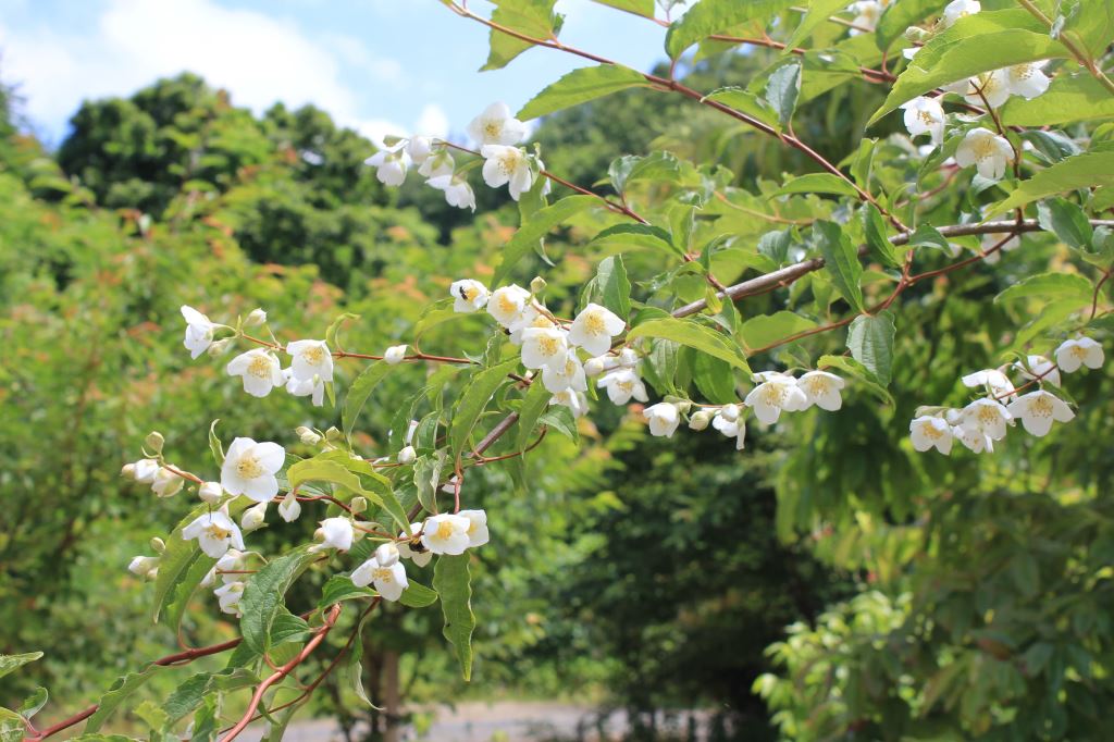 雲南バイカウツギ