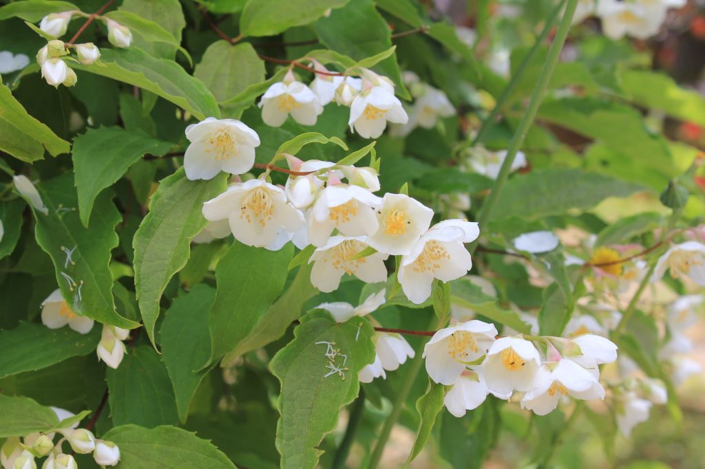 雲南バイカウツギ