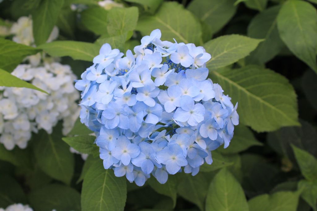 ピクシー桂の舞姫