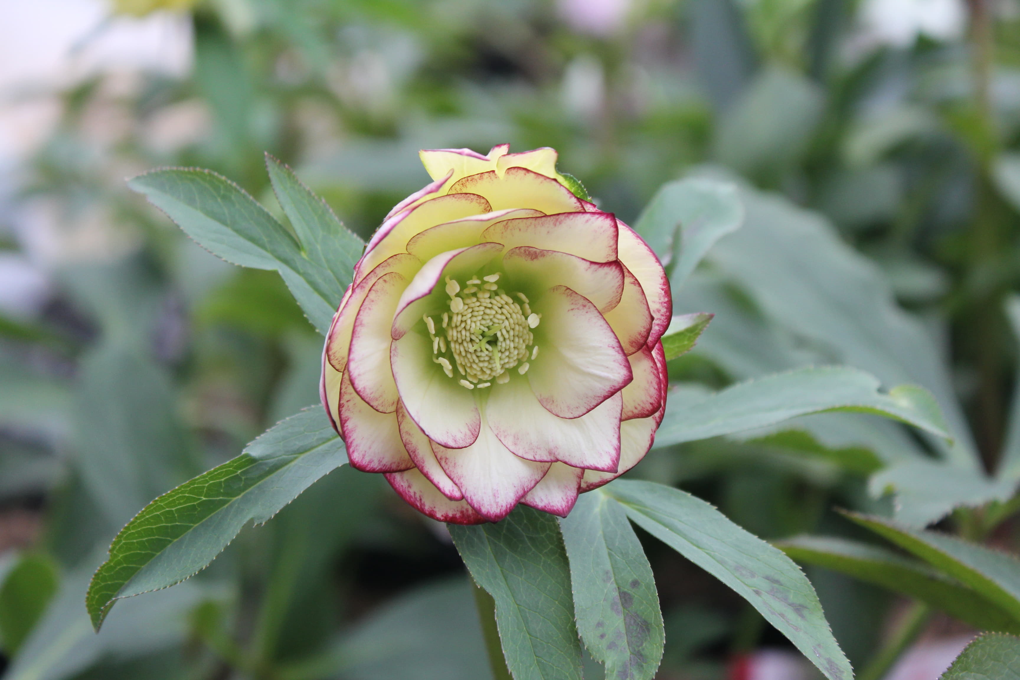 クリスマスローズ　ハイブリダス