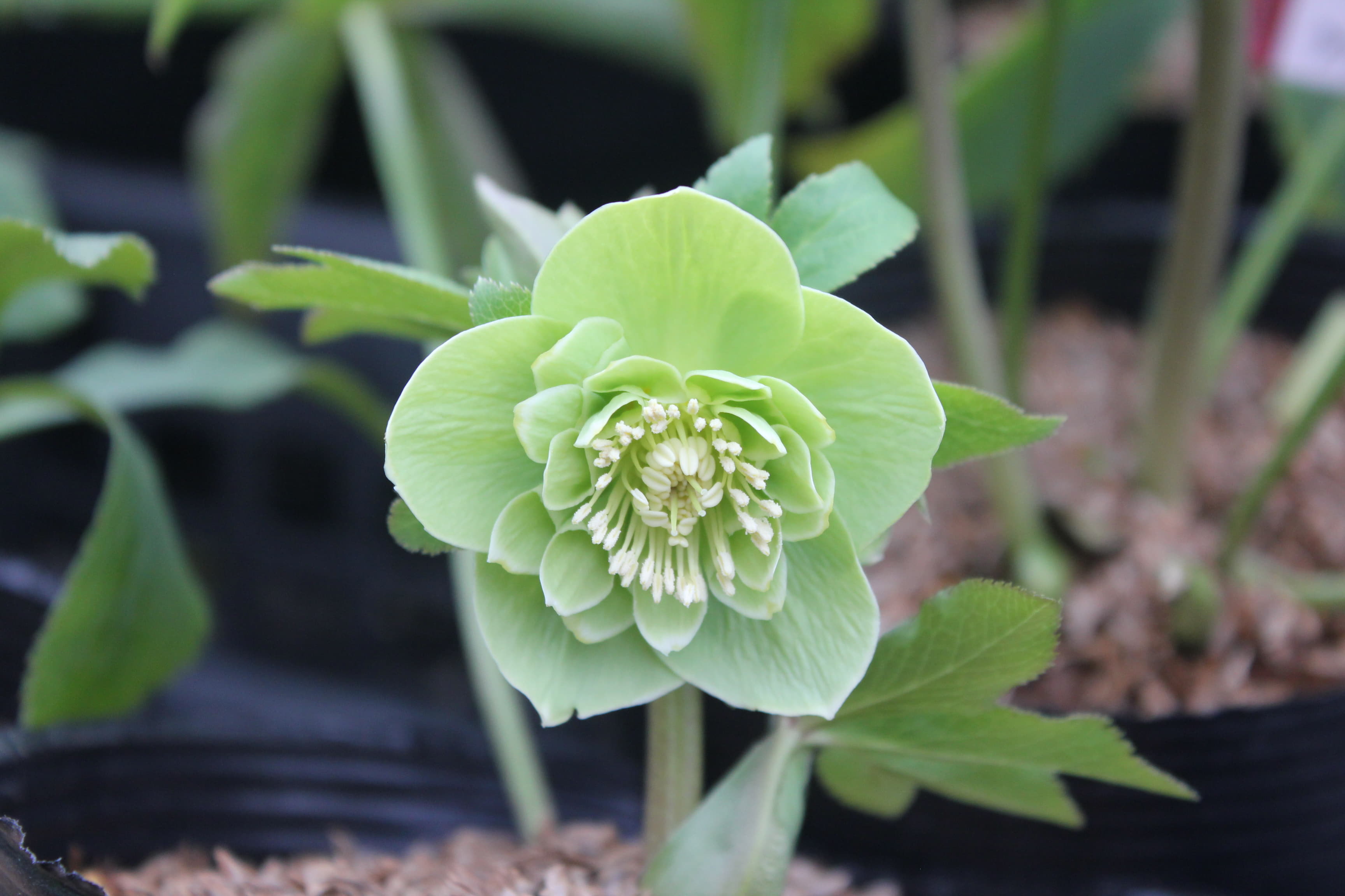 クリスマスローズ　ハイブリダス