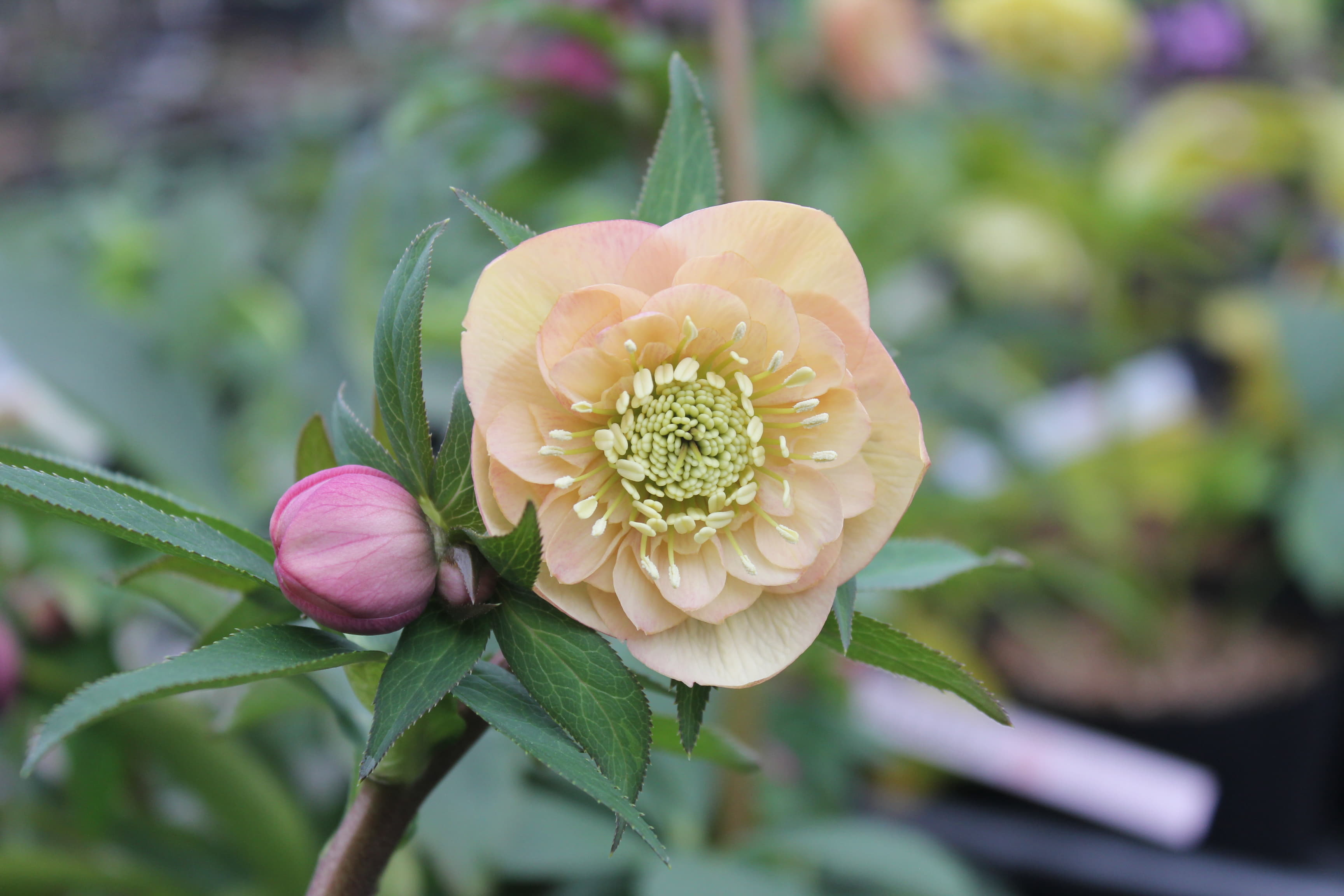 クリスマスローズ　ハイブリダス