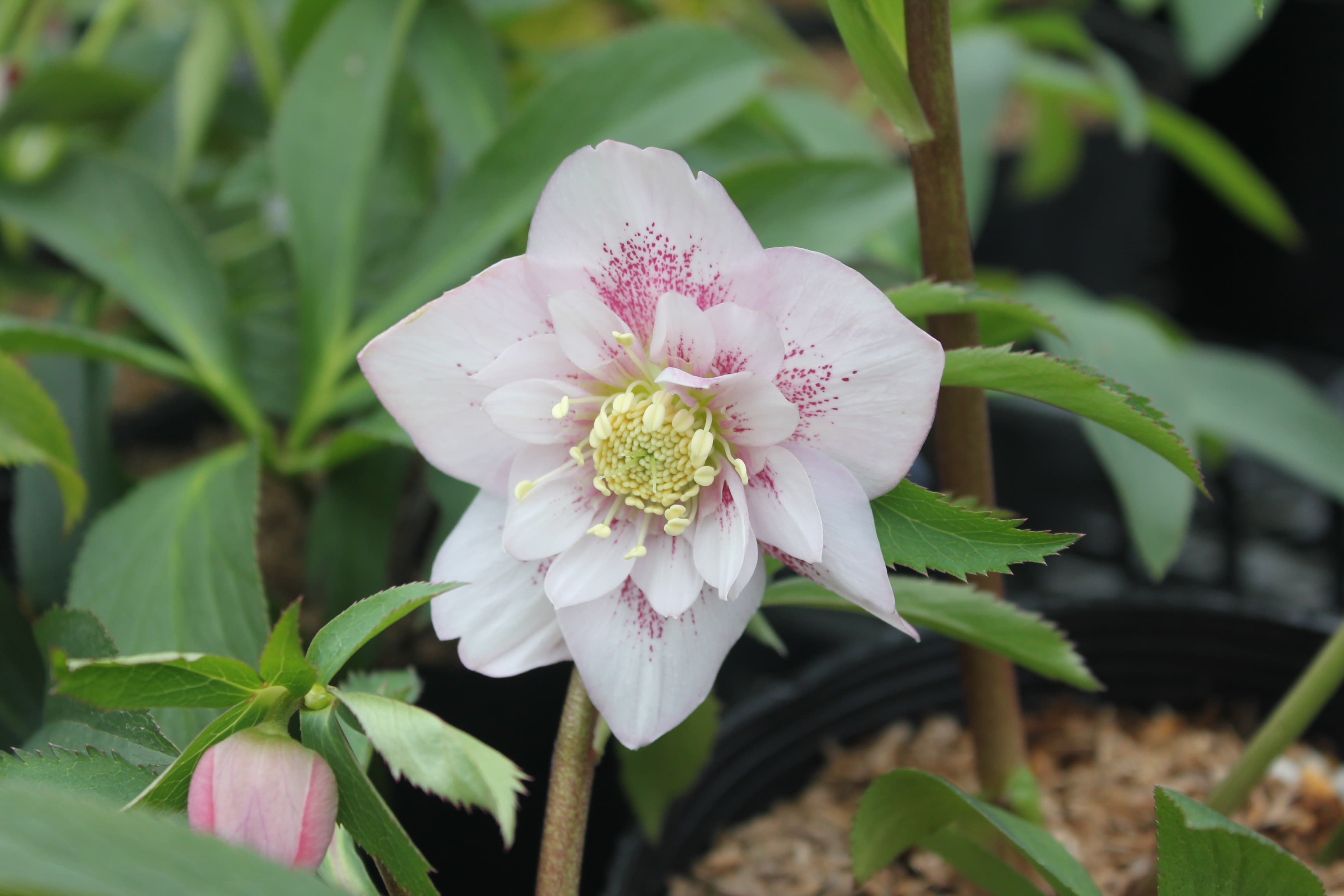 クリスマスローズ　ハイブリダス