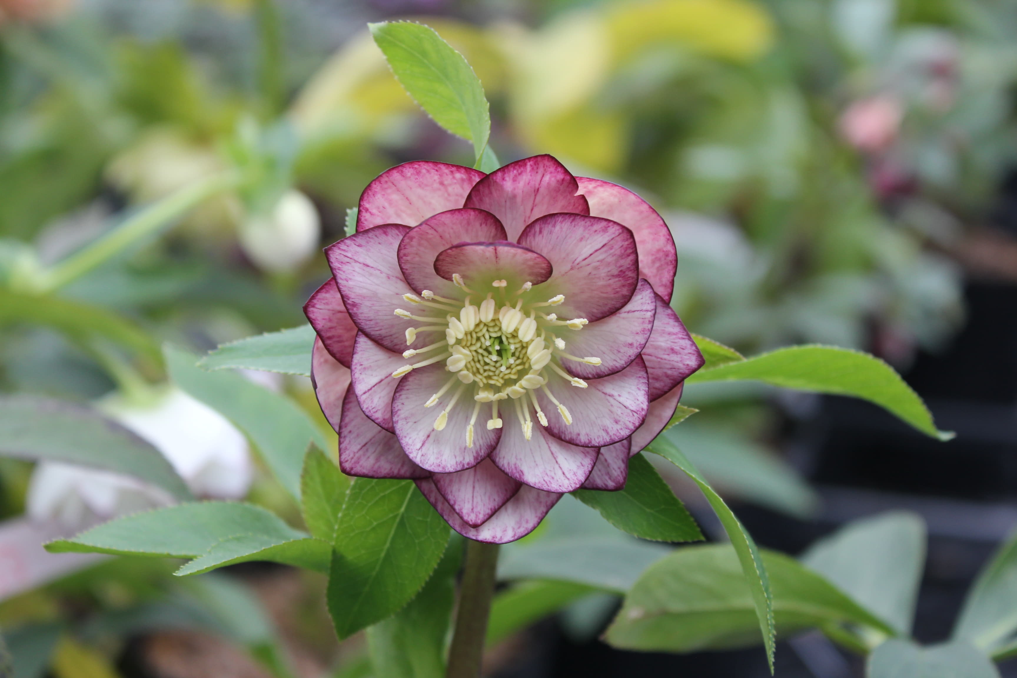 クリスマスローズ　ハイブリダス