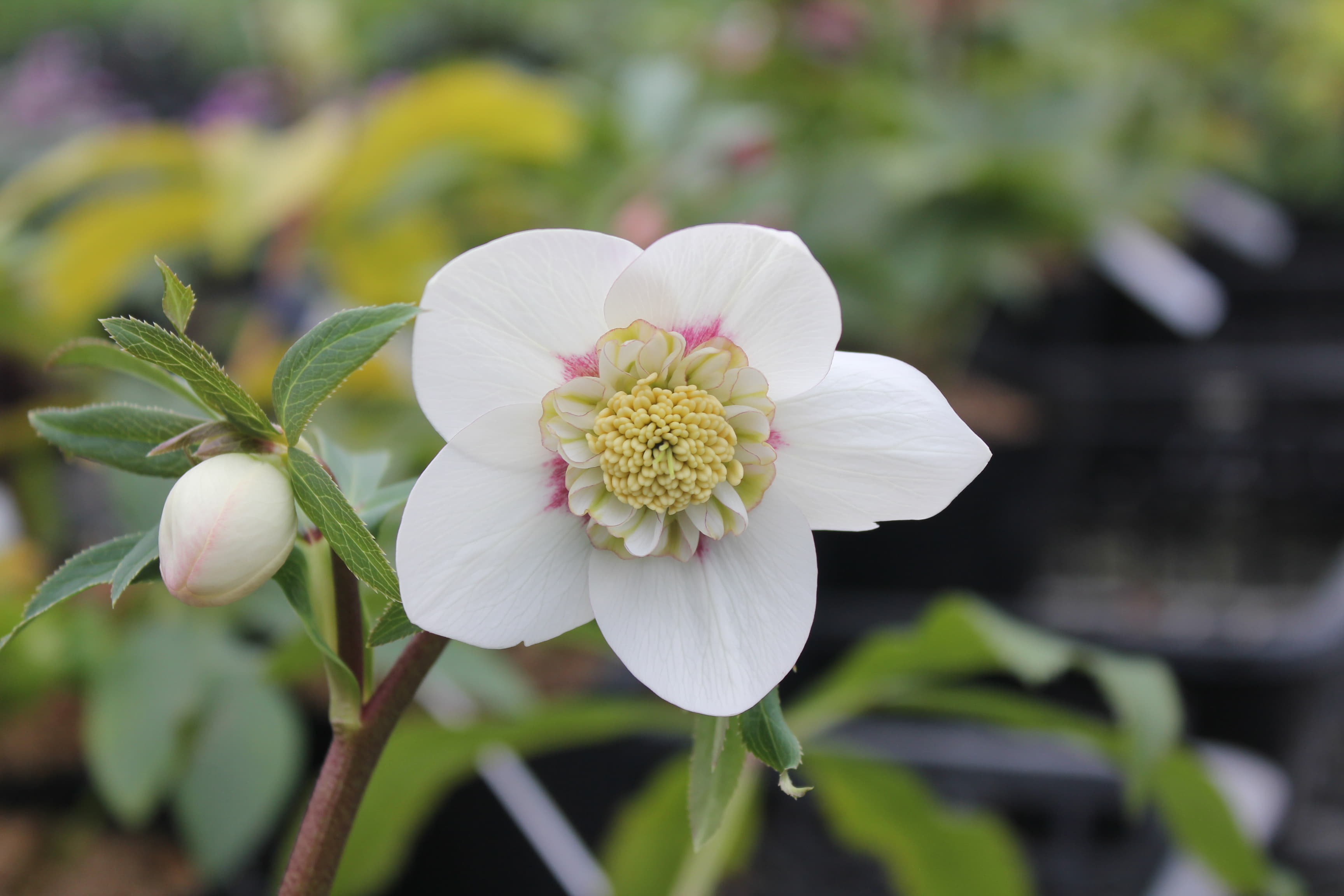 クリスマスローズ　ハイブリダス