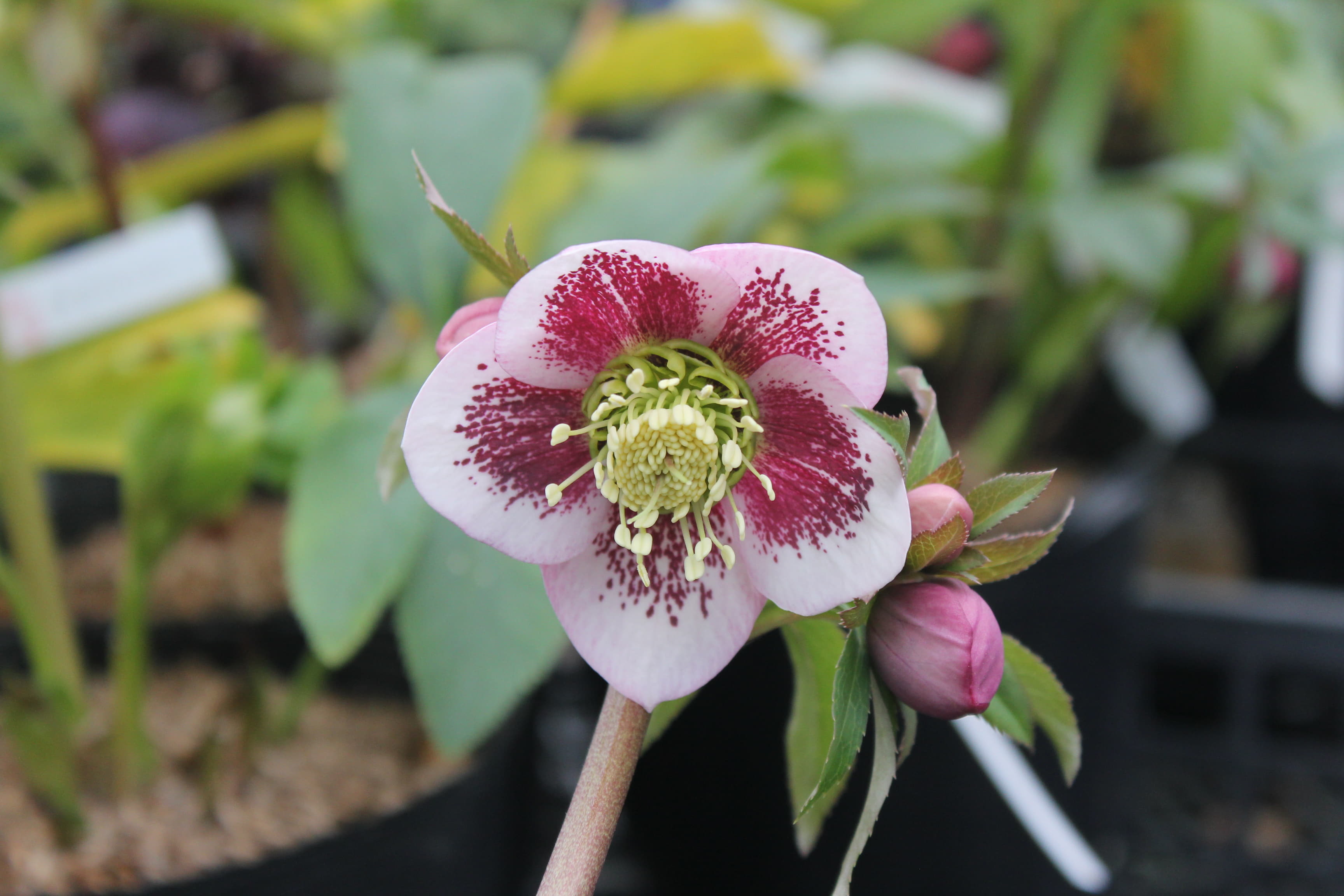 クリスマスローズ　ハイブリダス