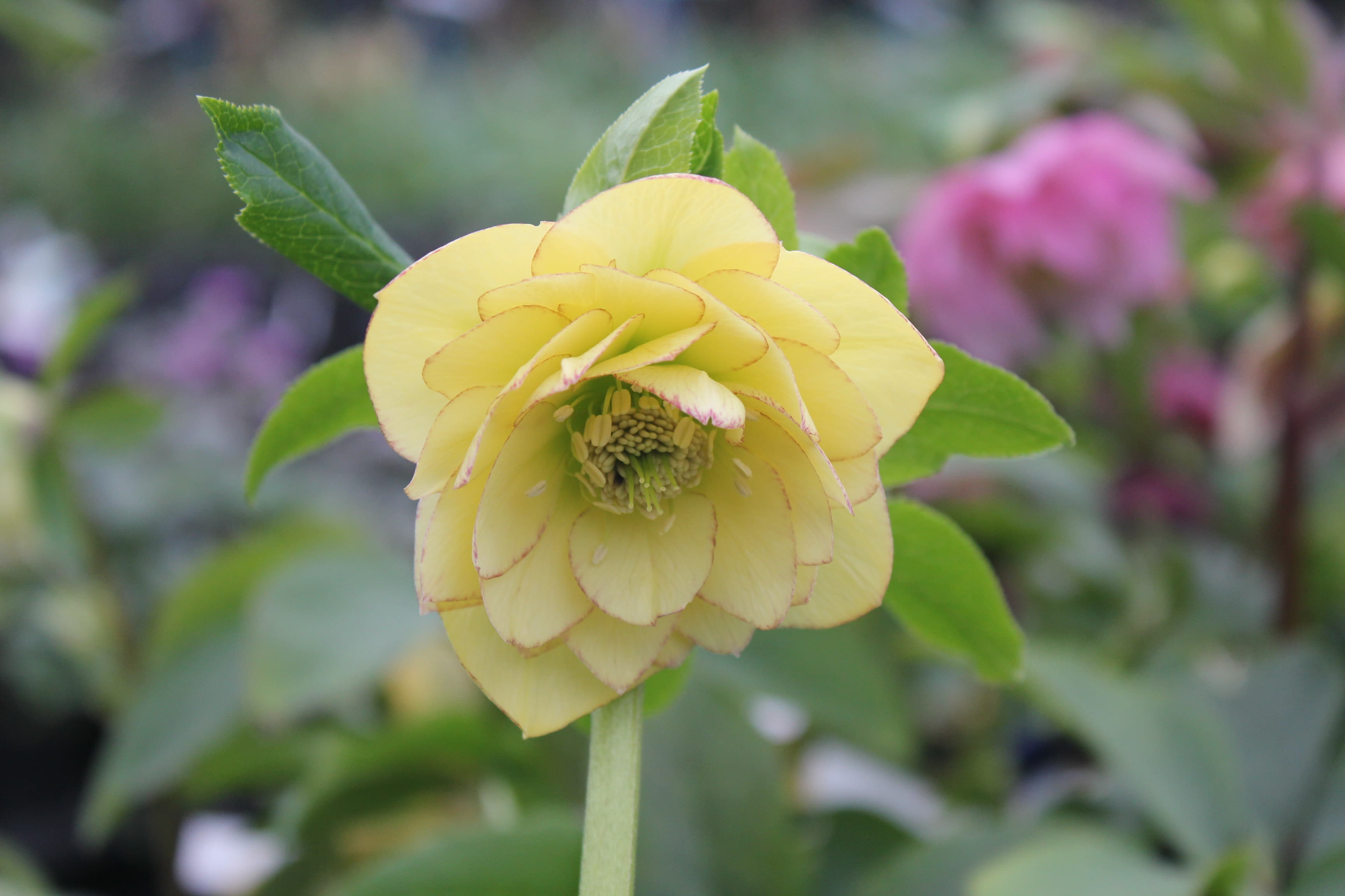 クリスマスローズ　ハイブリダス