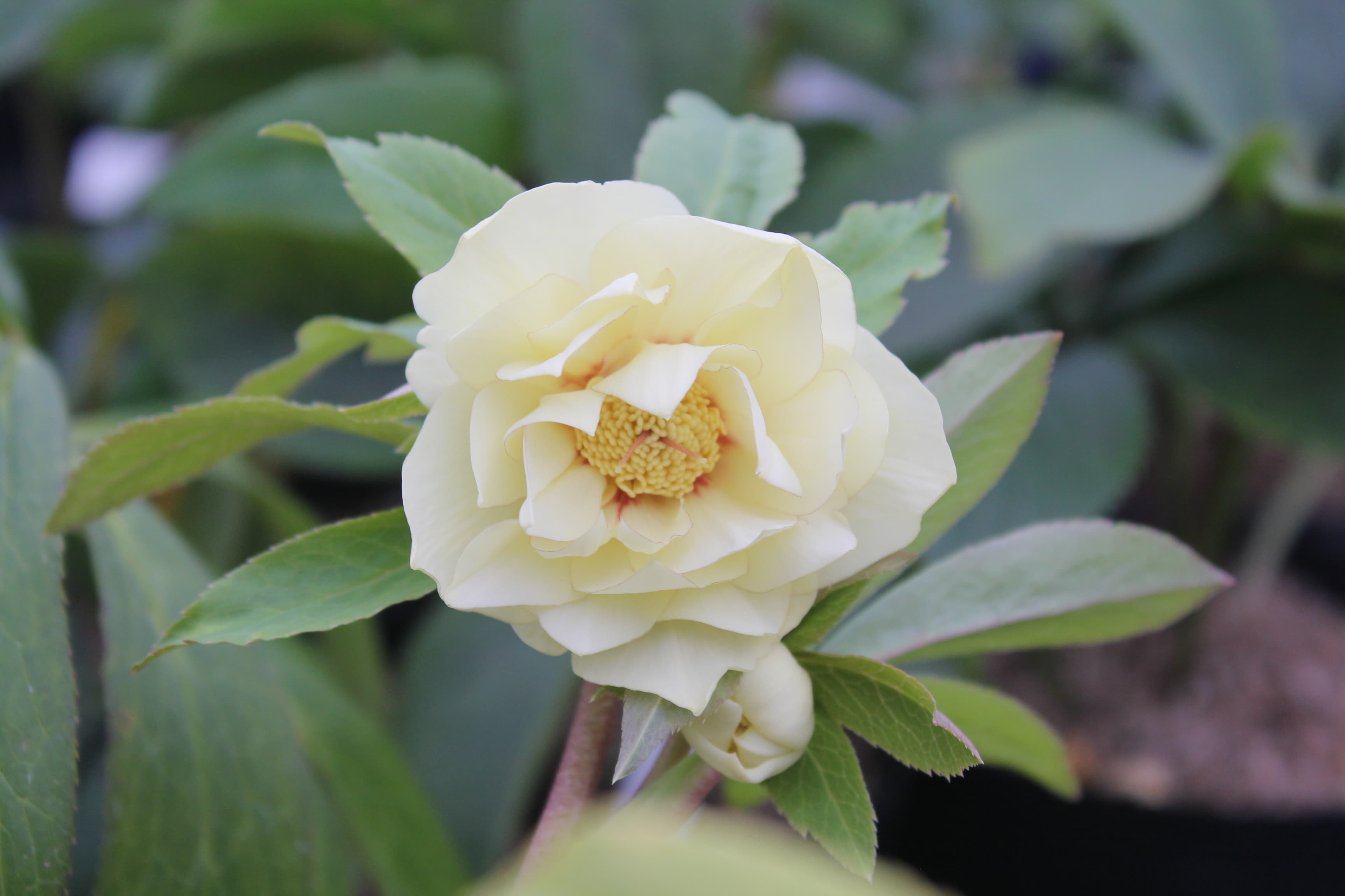 クリスマスローズ　ハイブリダス