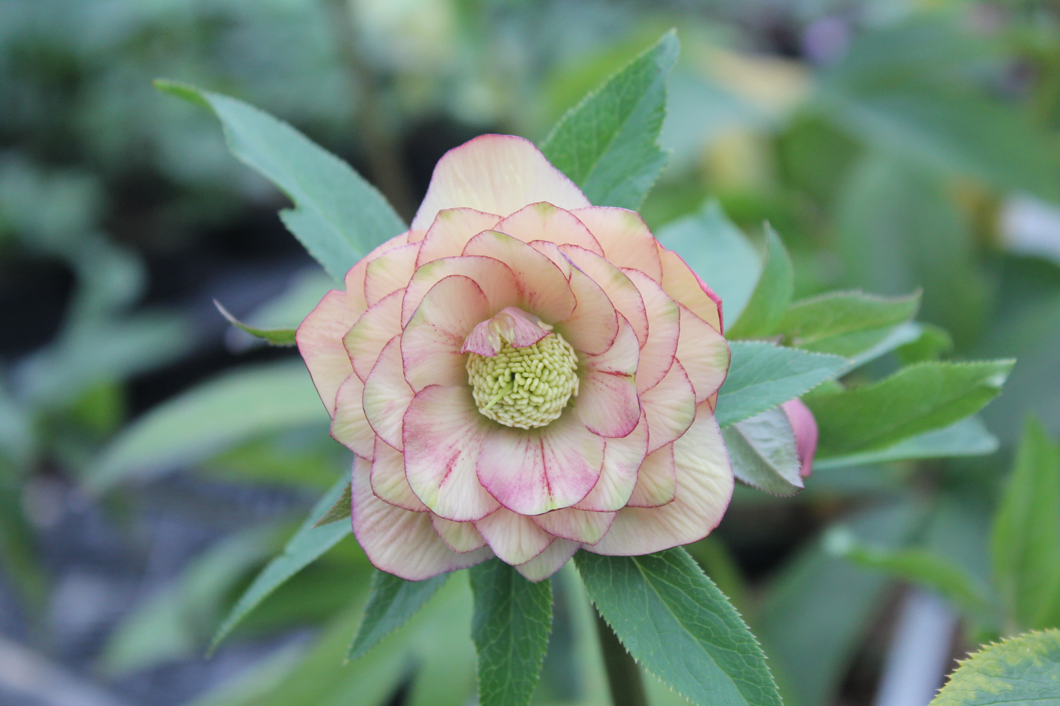 クリスマスローズ　ハイブリダス