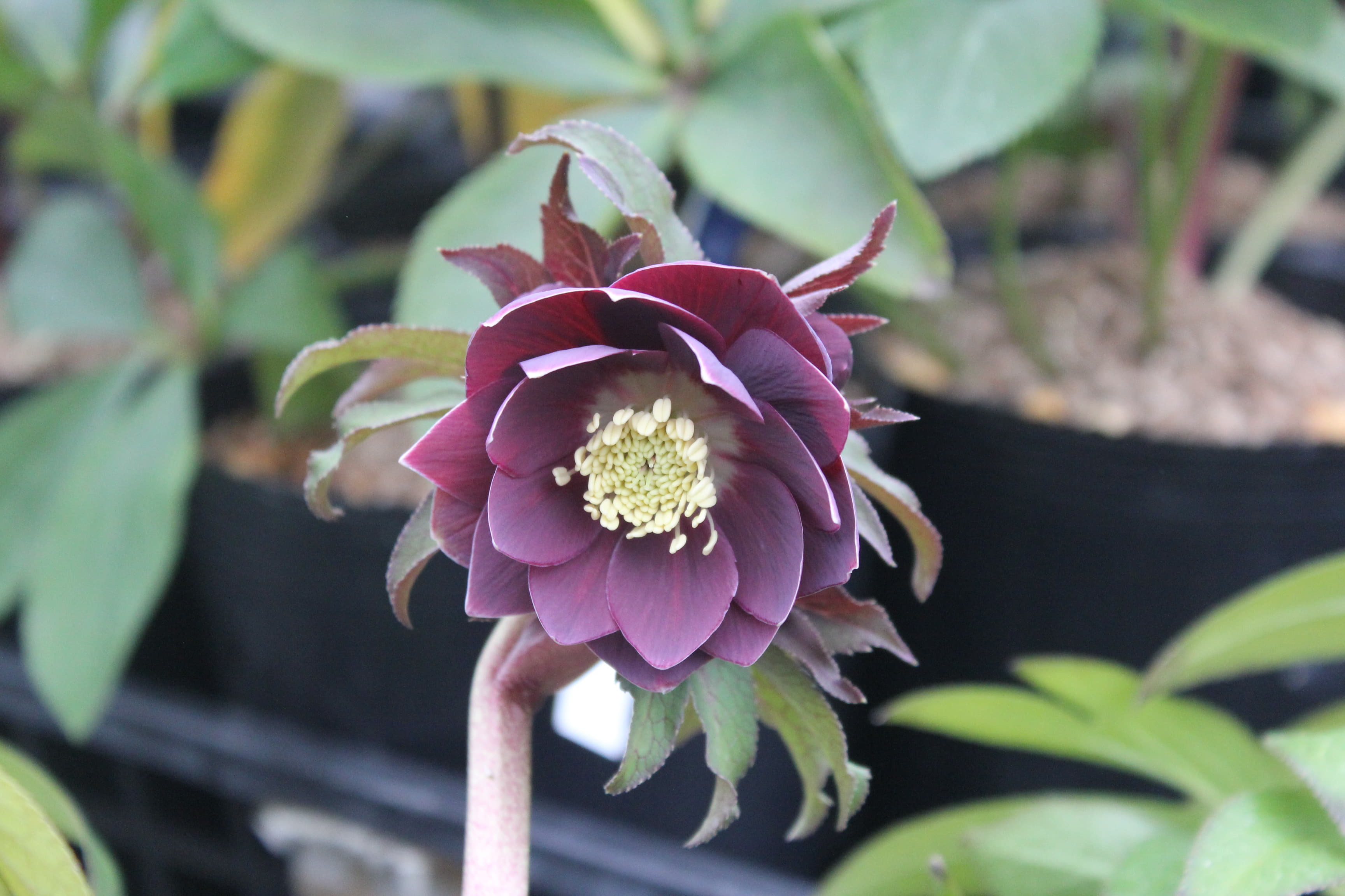 クリスマスローズ　ハイブリダス