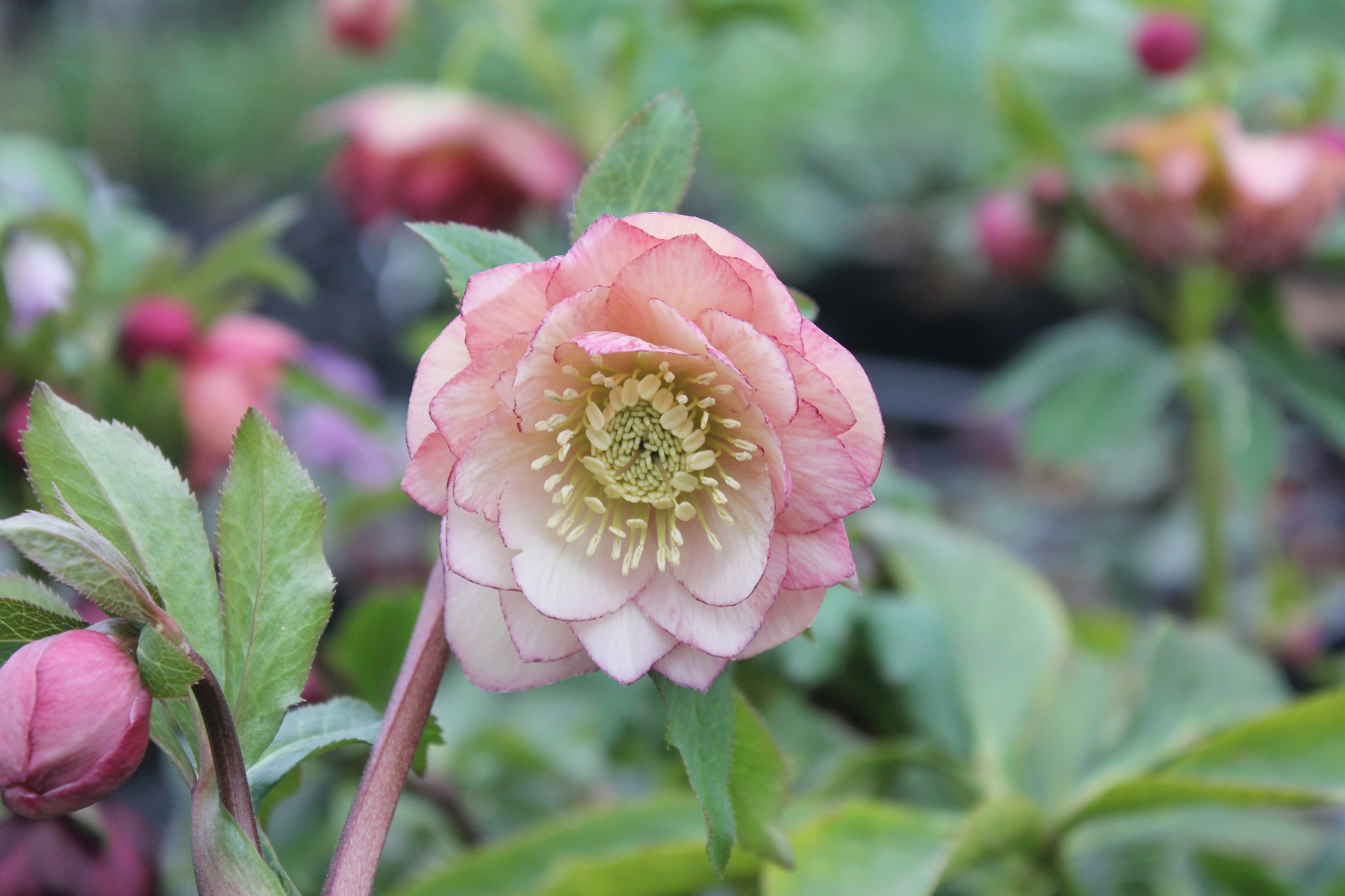 クリスマスローズ　ハイブリダス