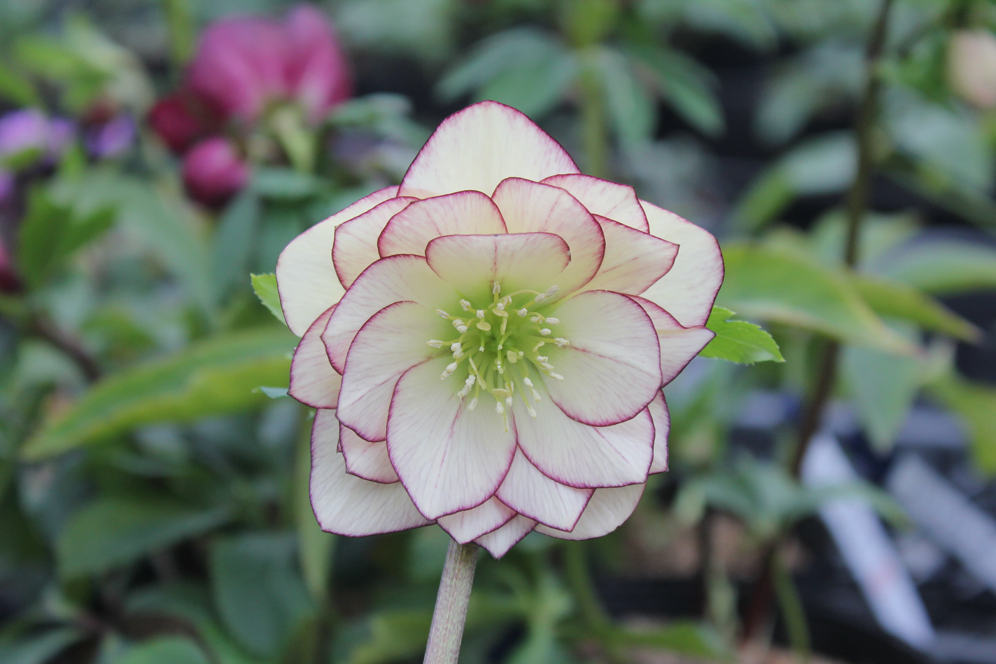 クリスマスローズ　ハイブリダス