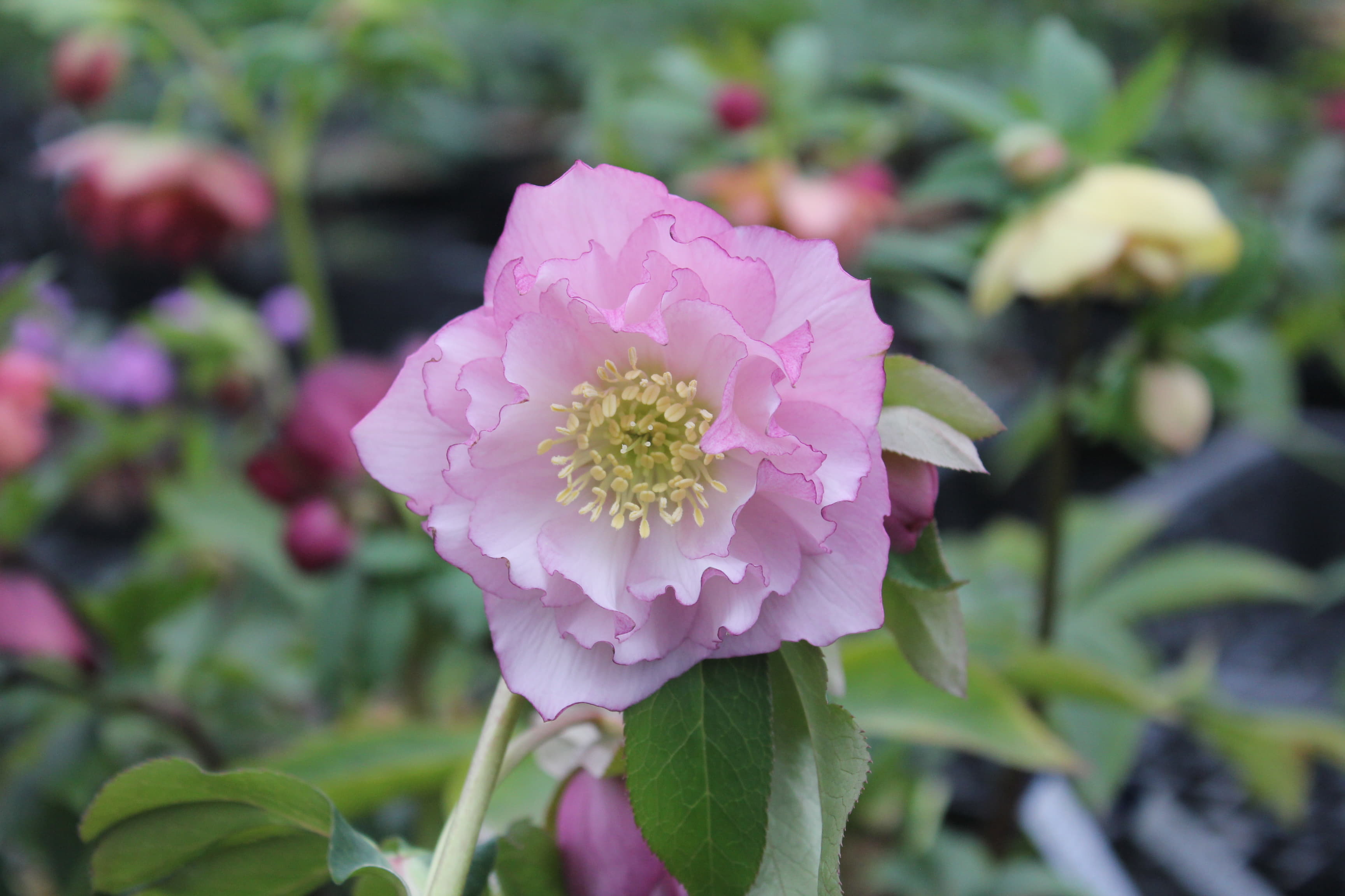 クリスマスローズ　ハイブリダス