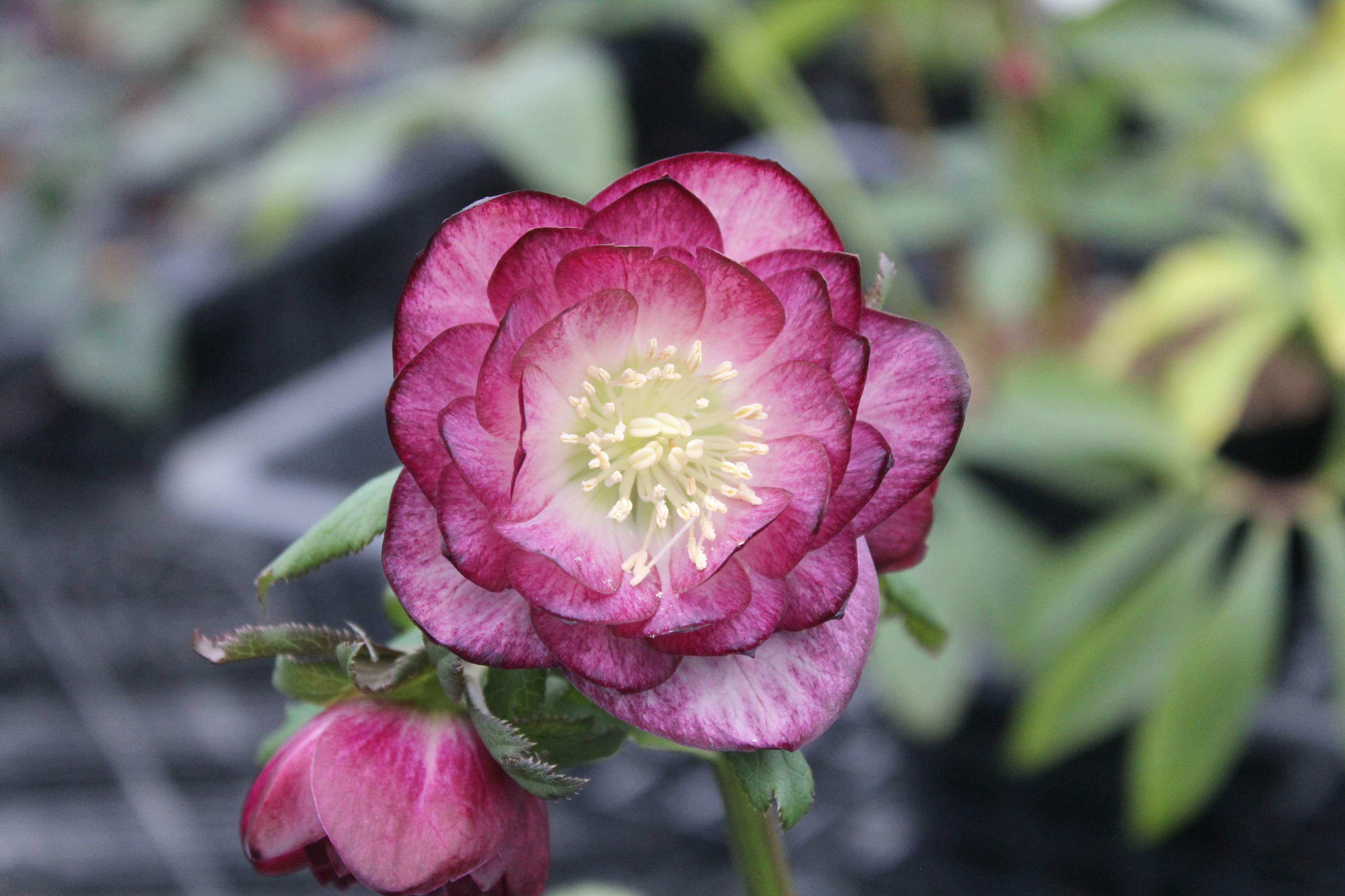 クリスマスローズ　ハイブリダス