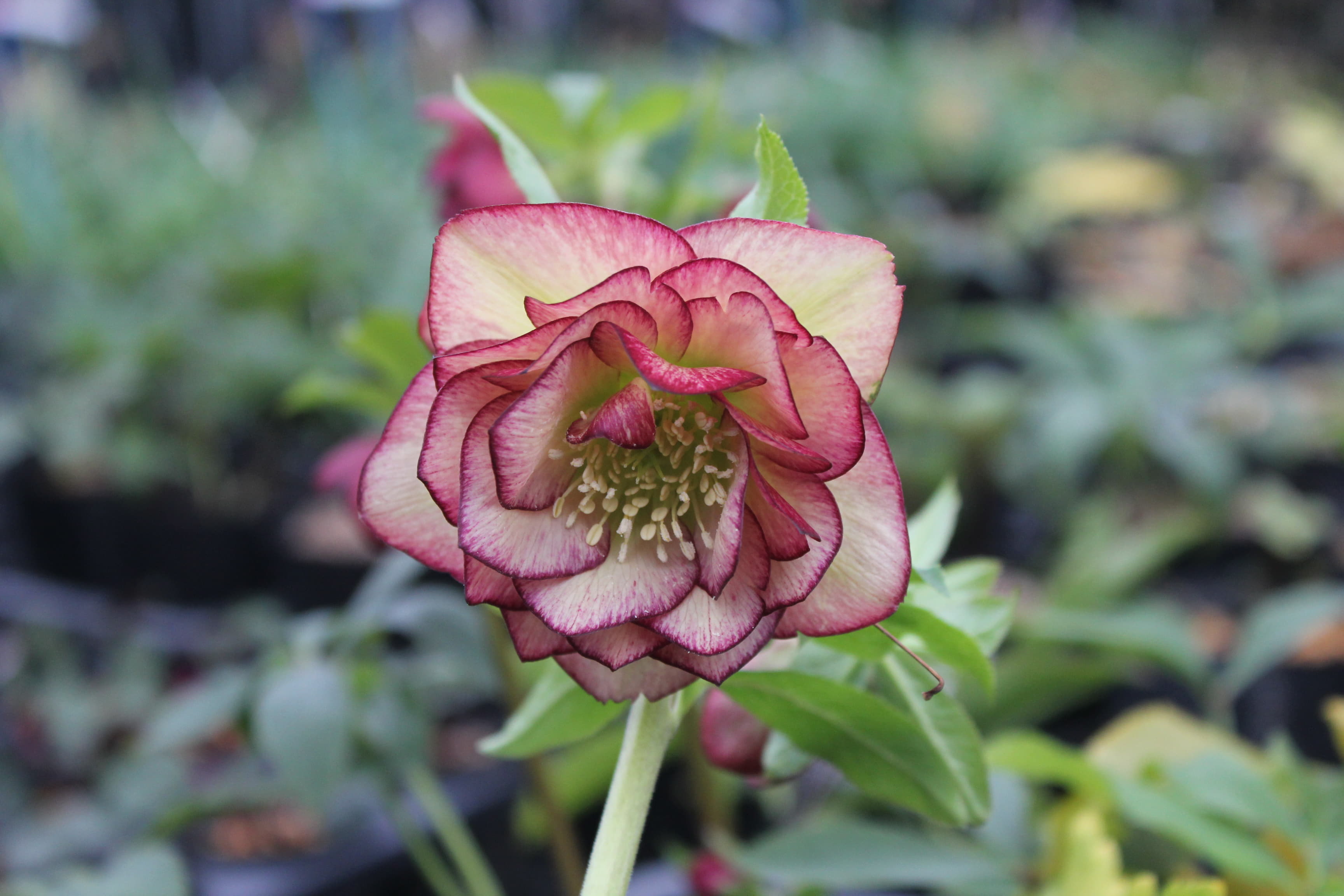 クリスマスローズ　ハイブリダス