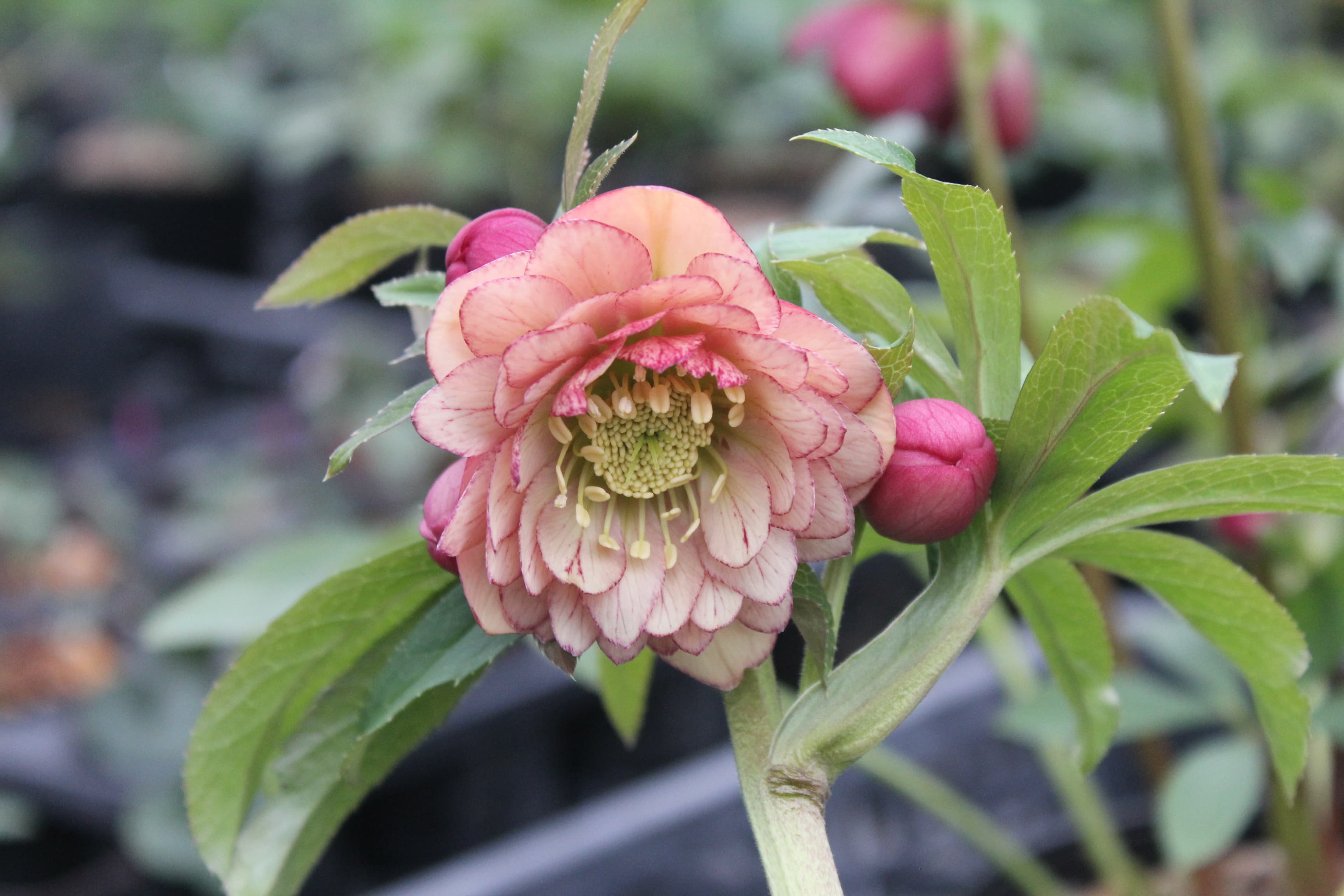 クリスマスローズ　ハイブリダス