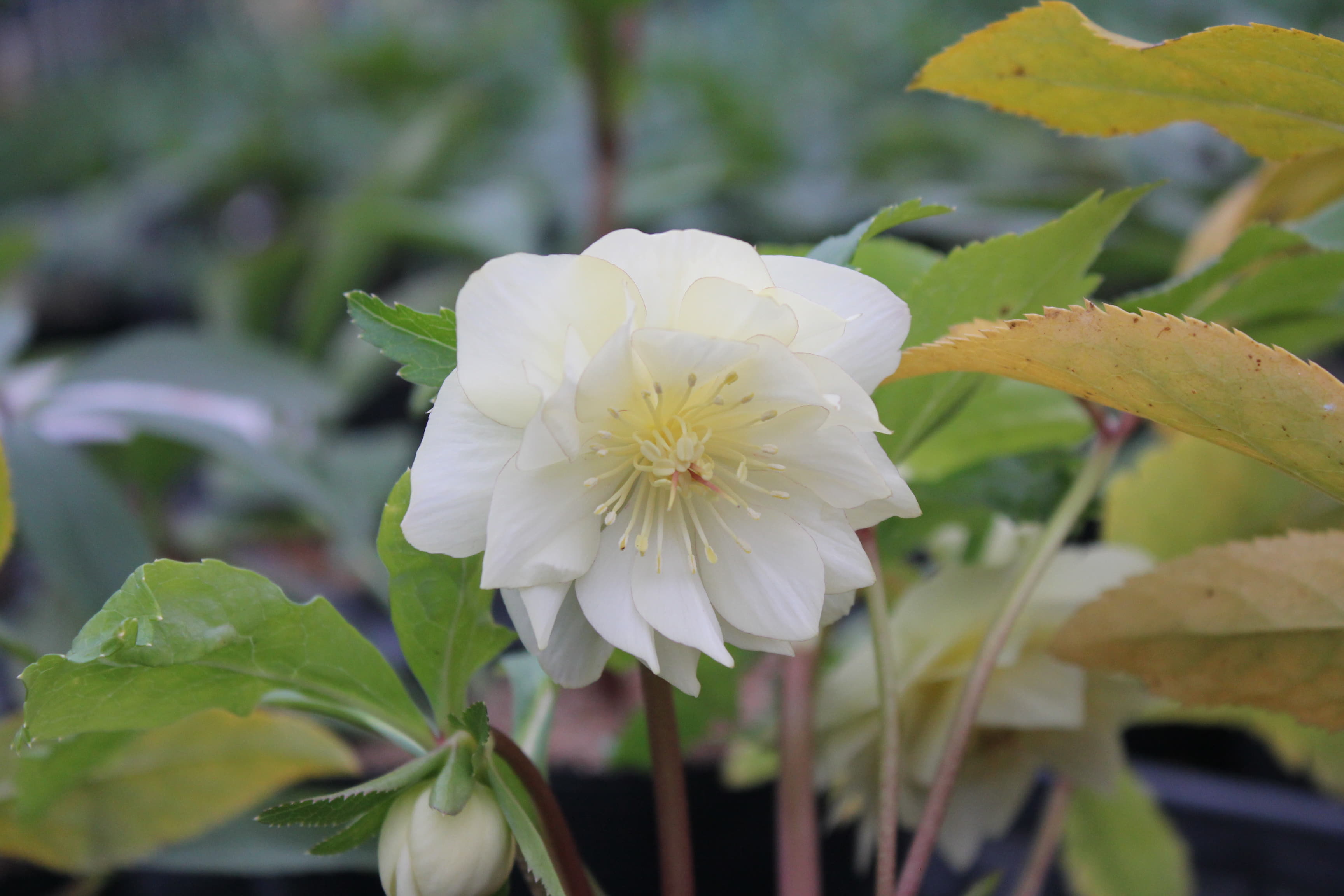 クリスマスローズ　ハイブリダス