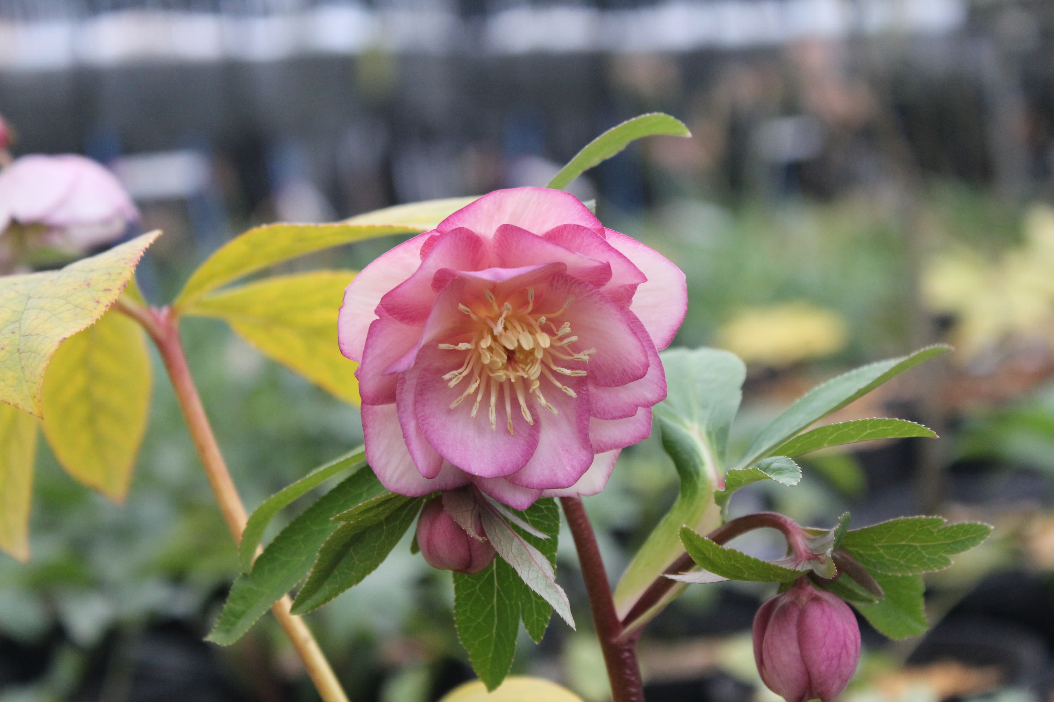 クリスマスローズ　ハイブリダス