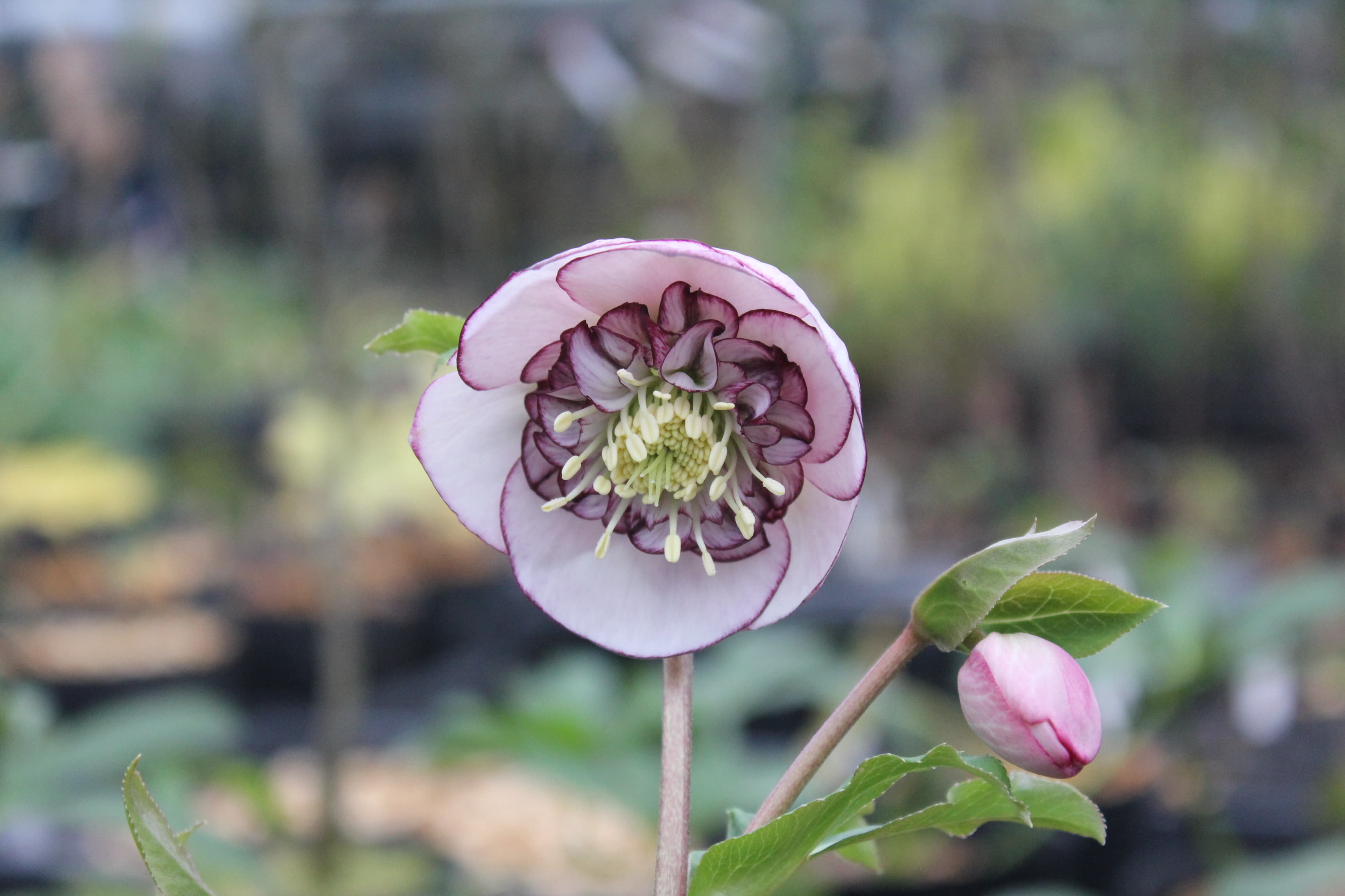 クリスマスローズ　ハイブリダス