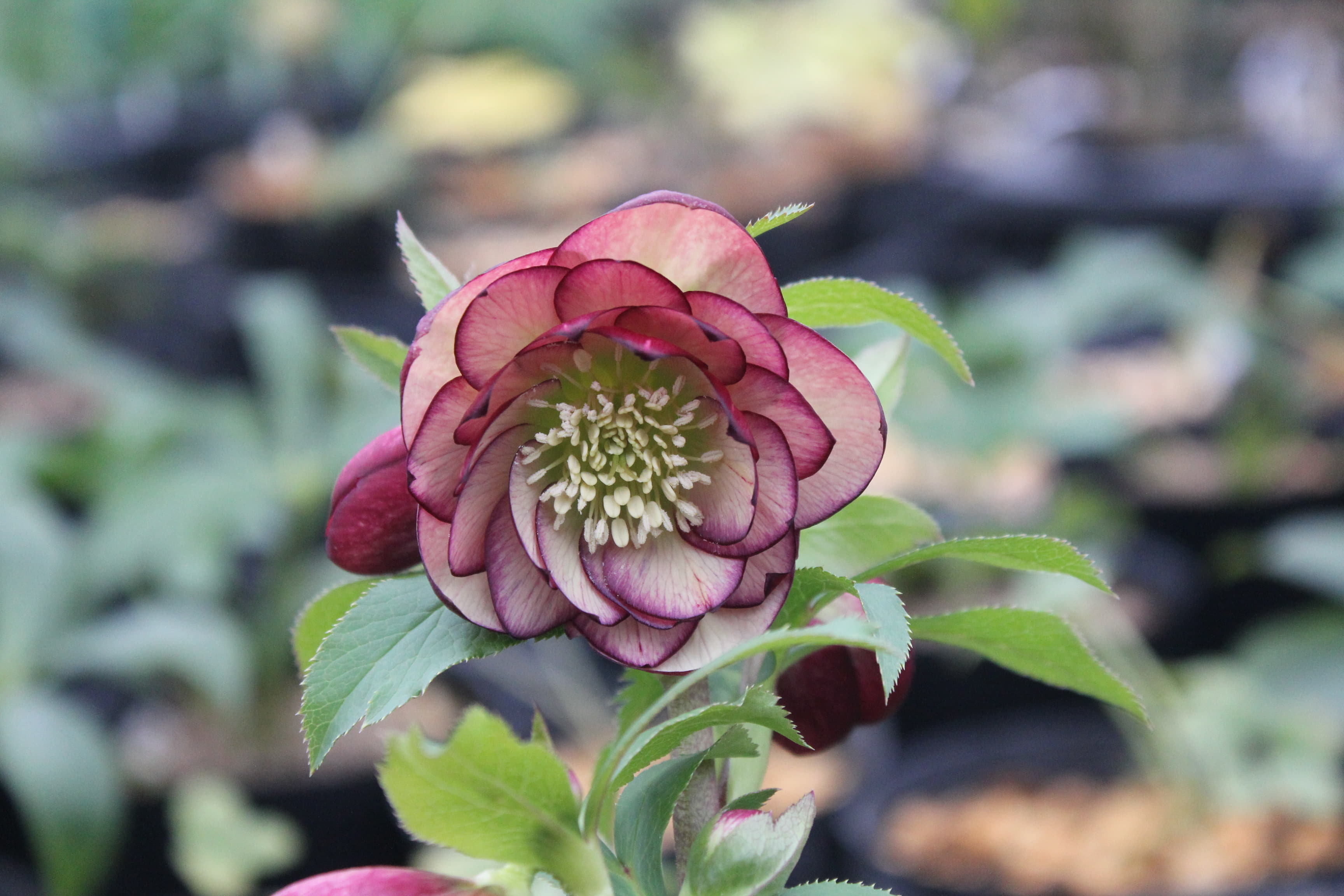 クリスマスローズ　ハイブリダス