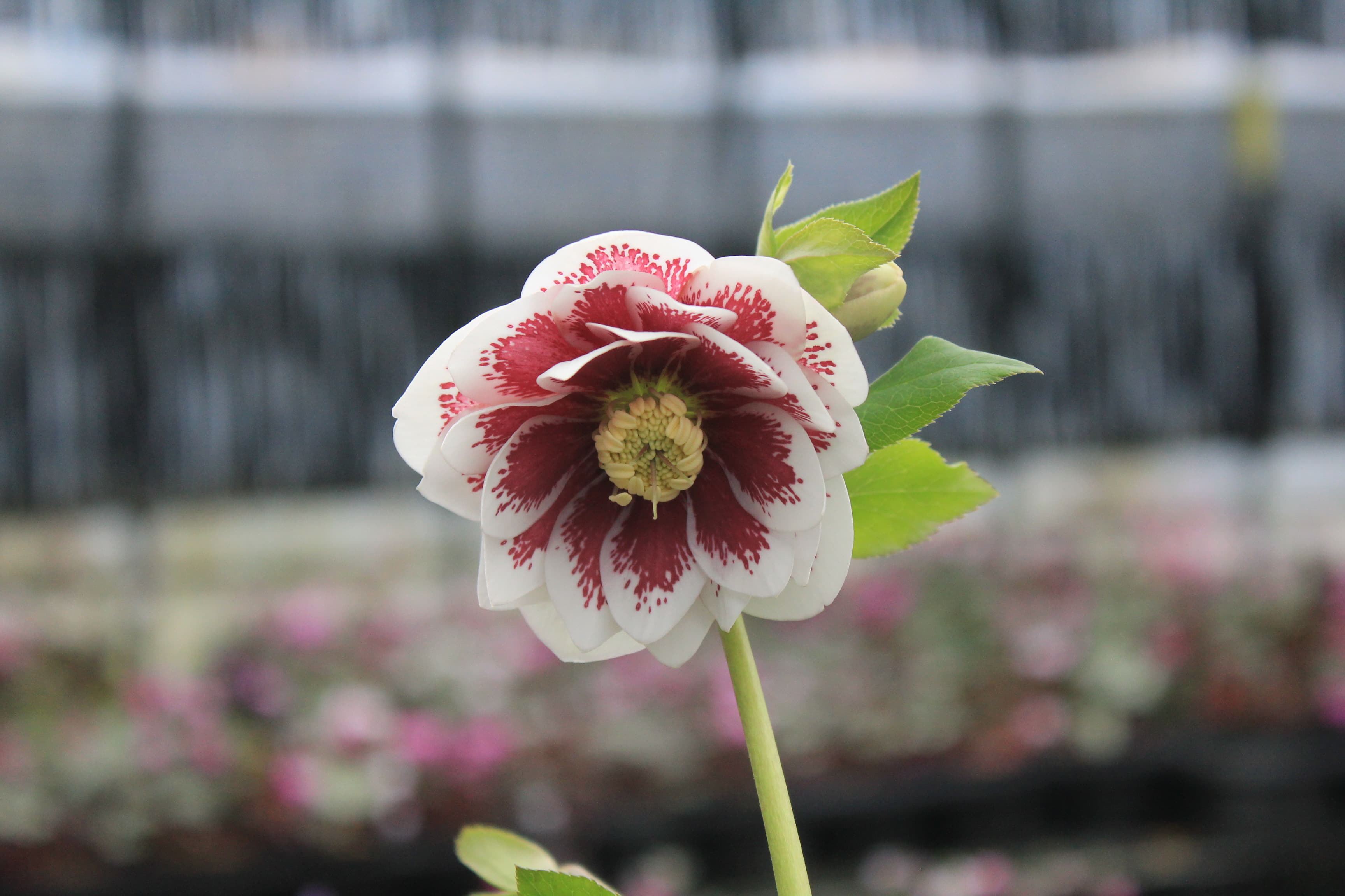 クリスマスローズ　ハイブリダス