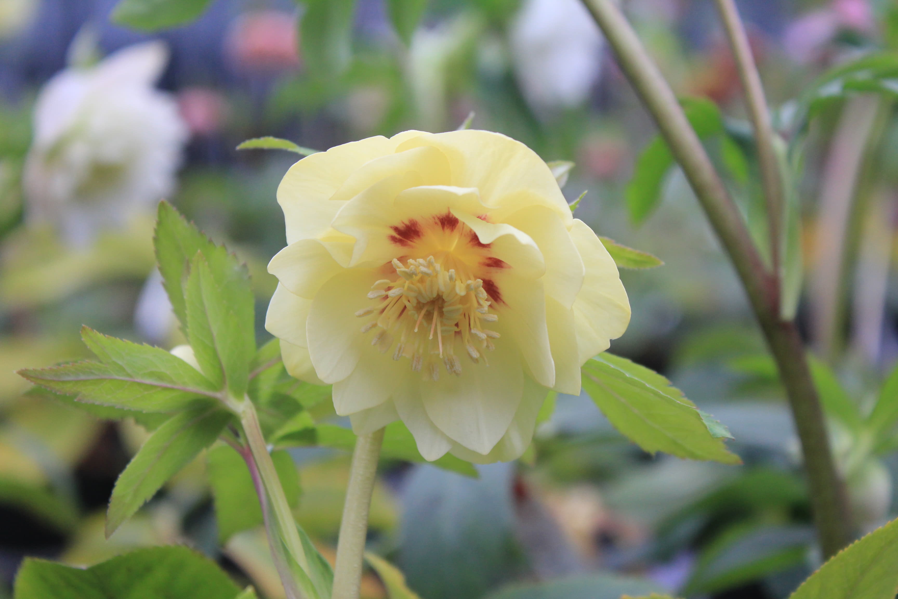 クリスマスローズ　ハイブリダス