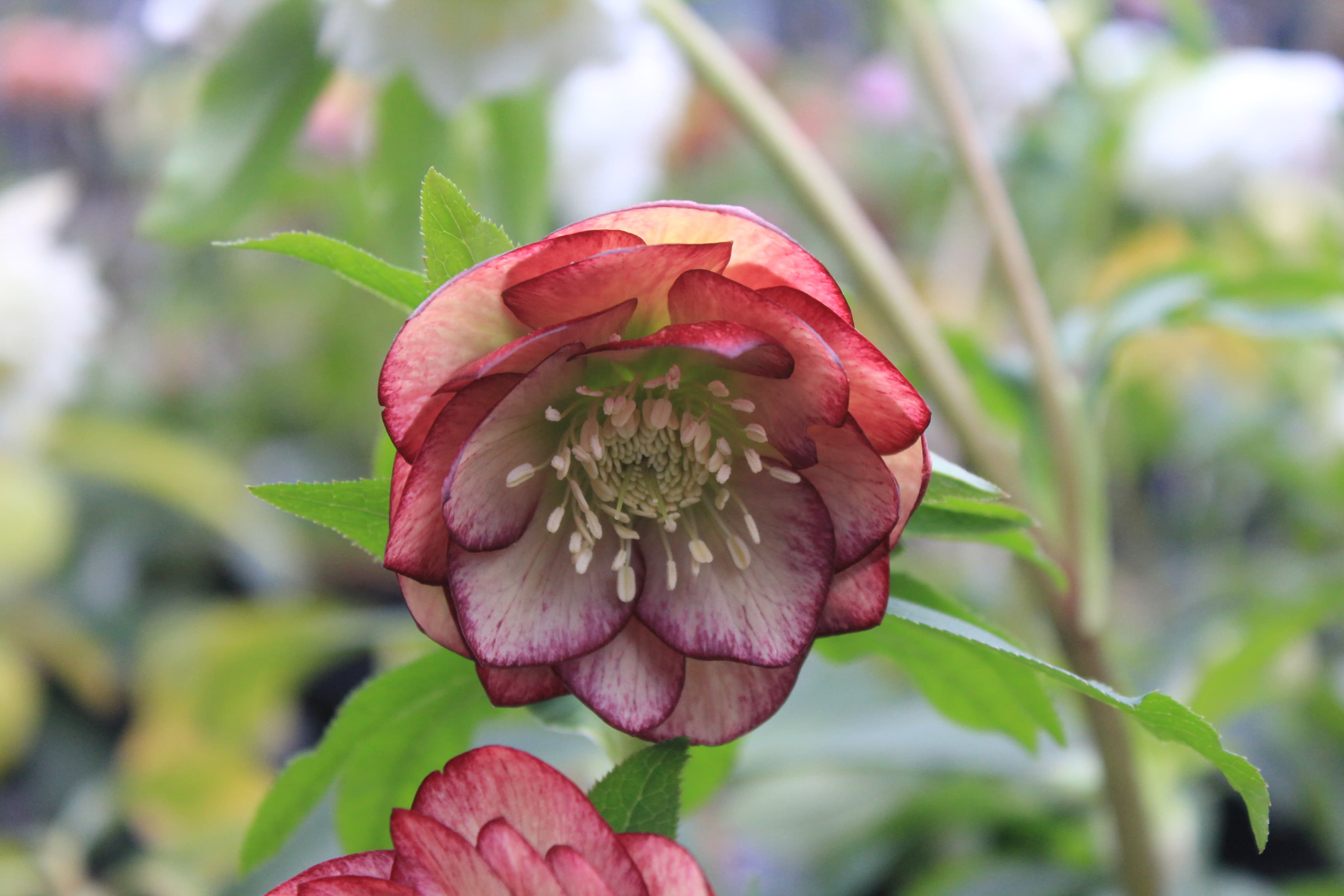 クリスマスローズ　ハイブリダス