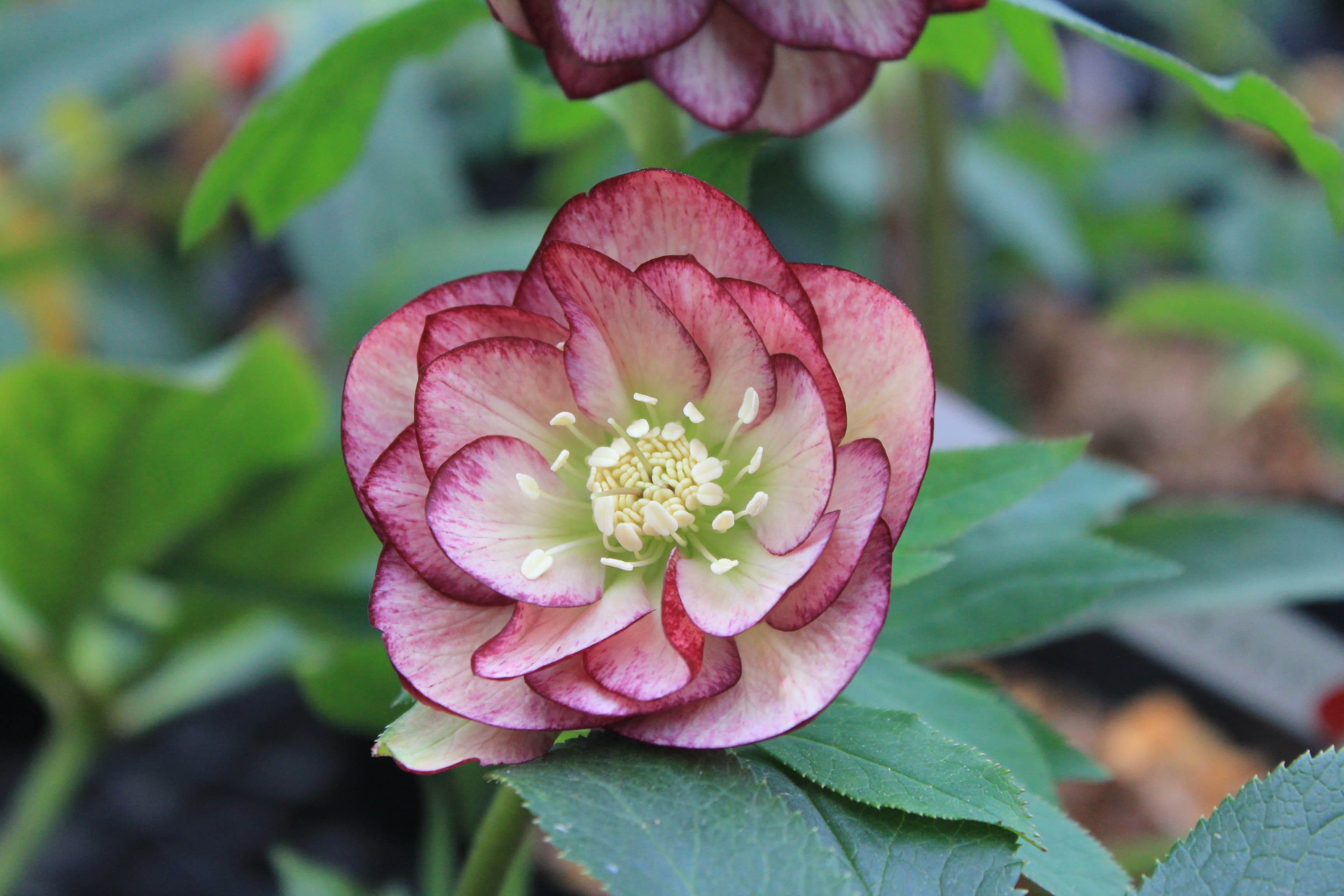 クリスマスローズ　ハイブリダス