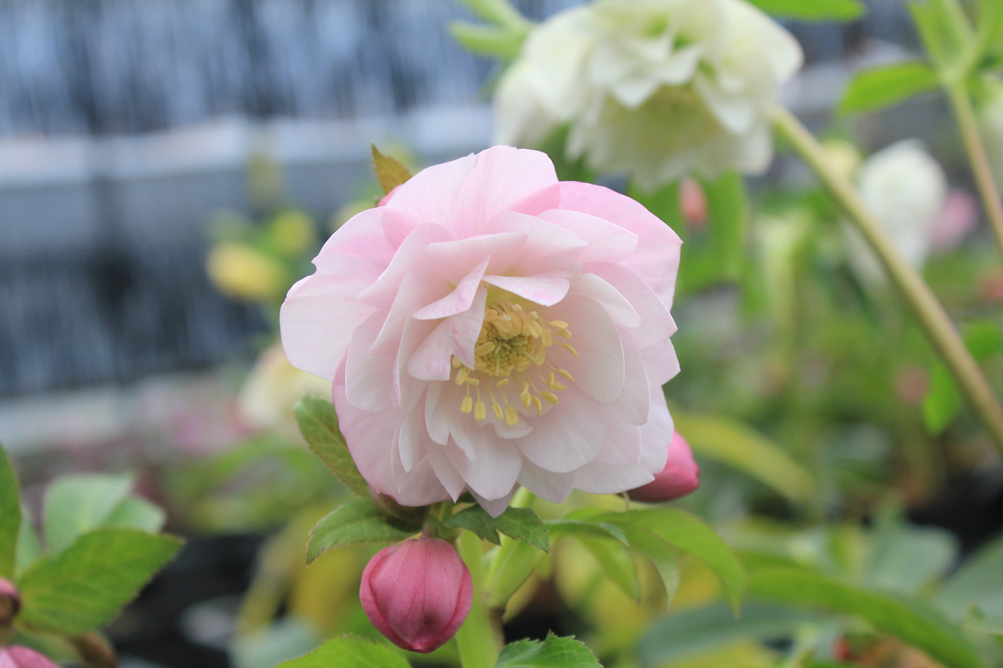 クリスマスローズ　ハイブリダス