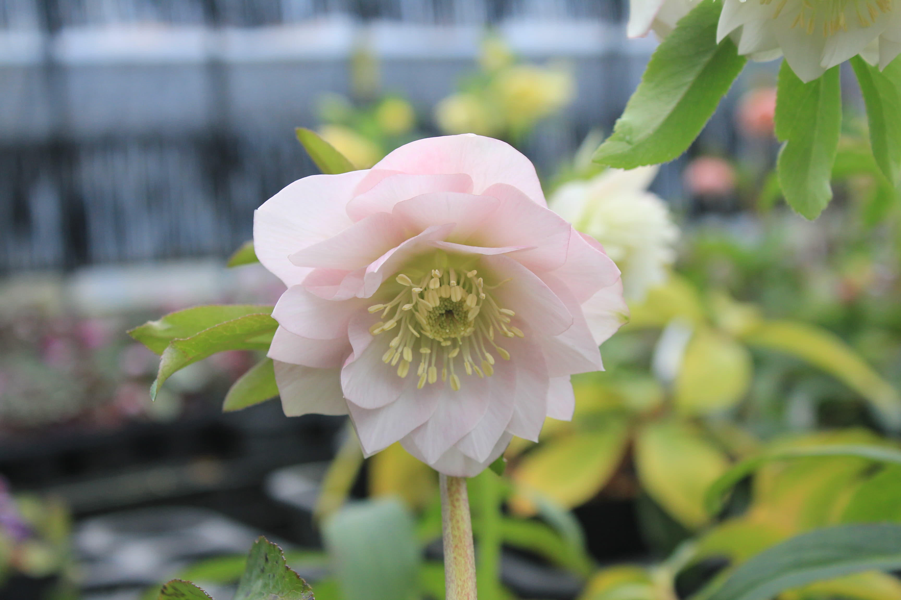 クリスマスローズ　ハイブリダス