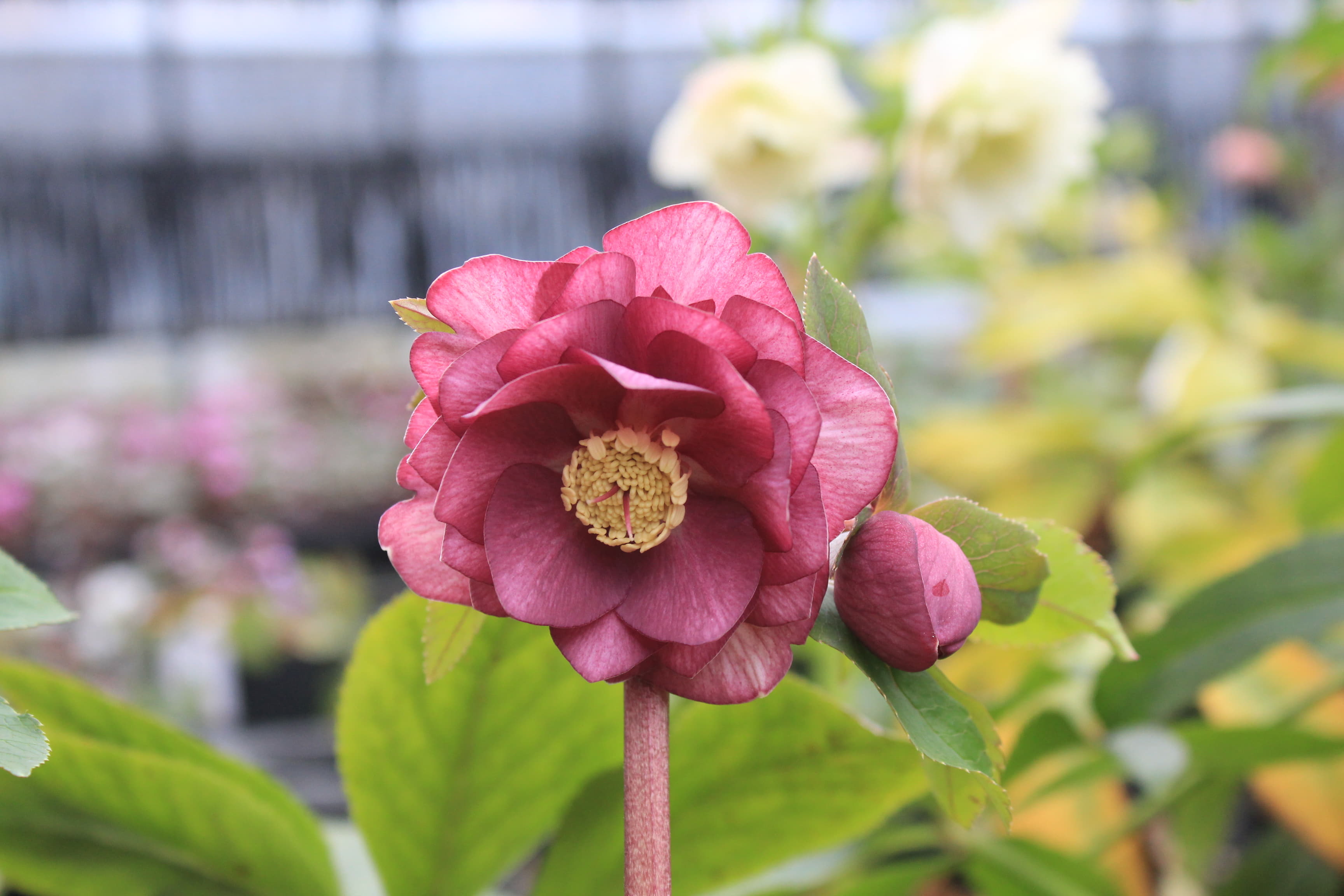 クリスマスローズ　ハイブリダス