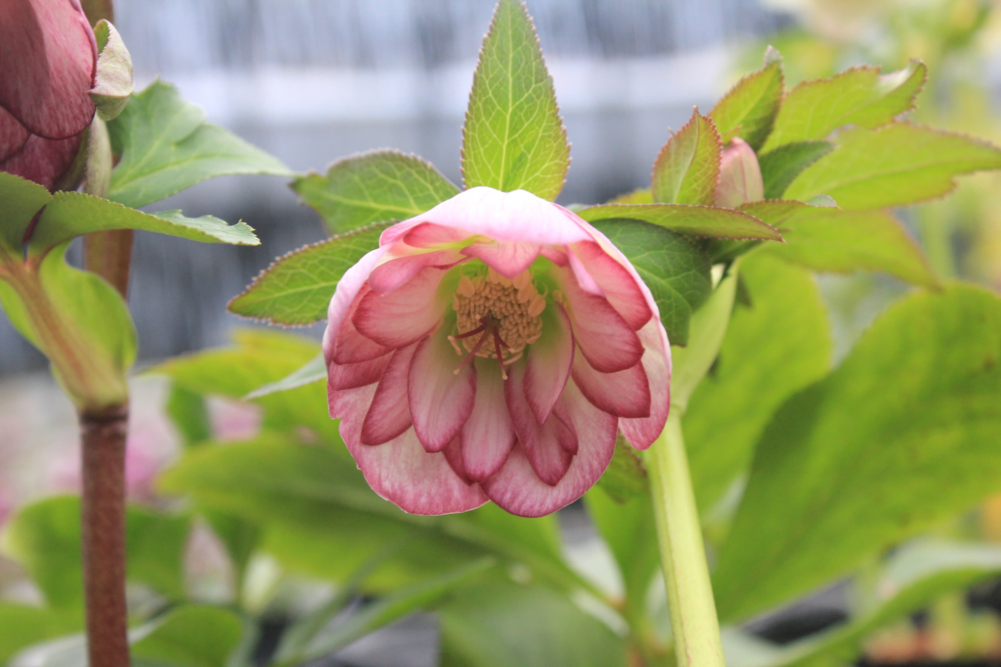 クリスマスローズ　ハイブリダス