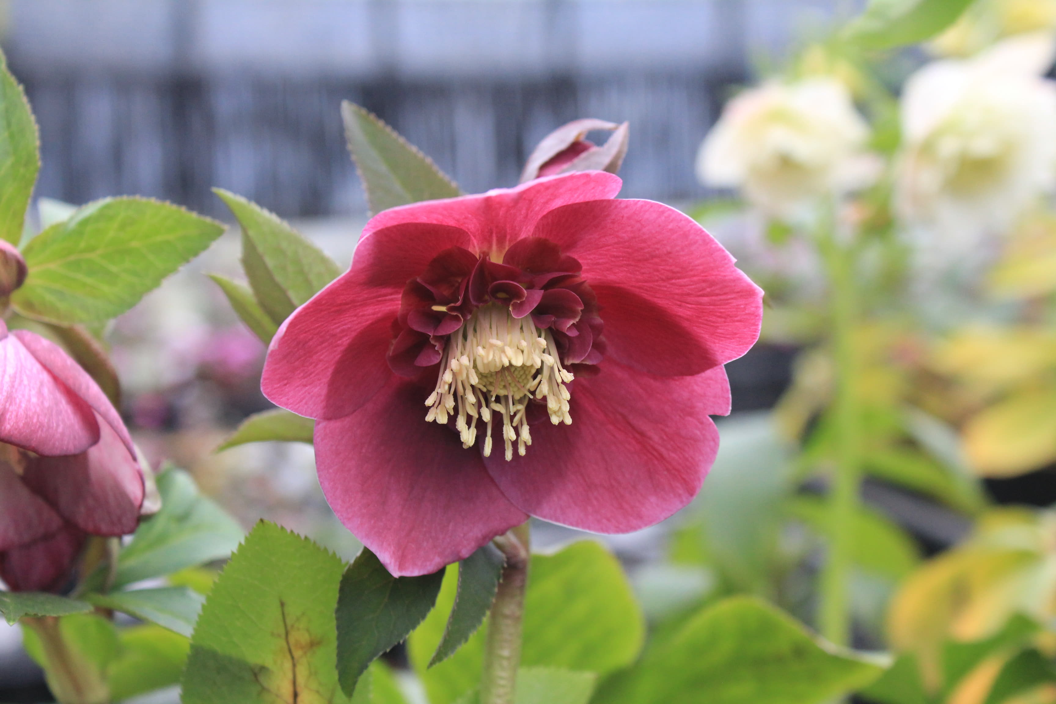 クリスマスローズ　ハイブリダス