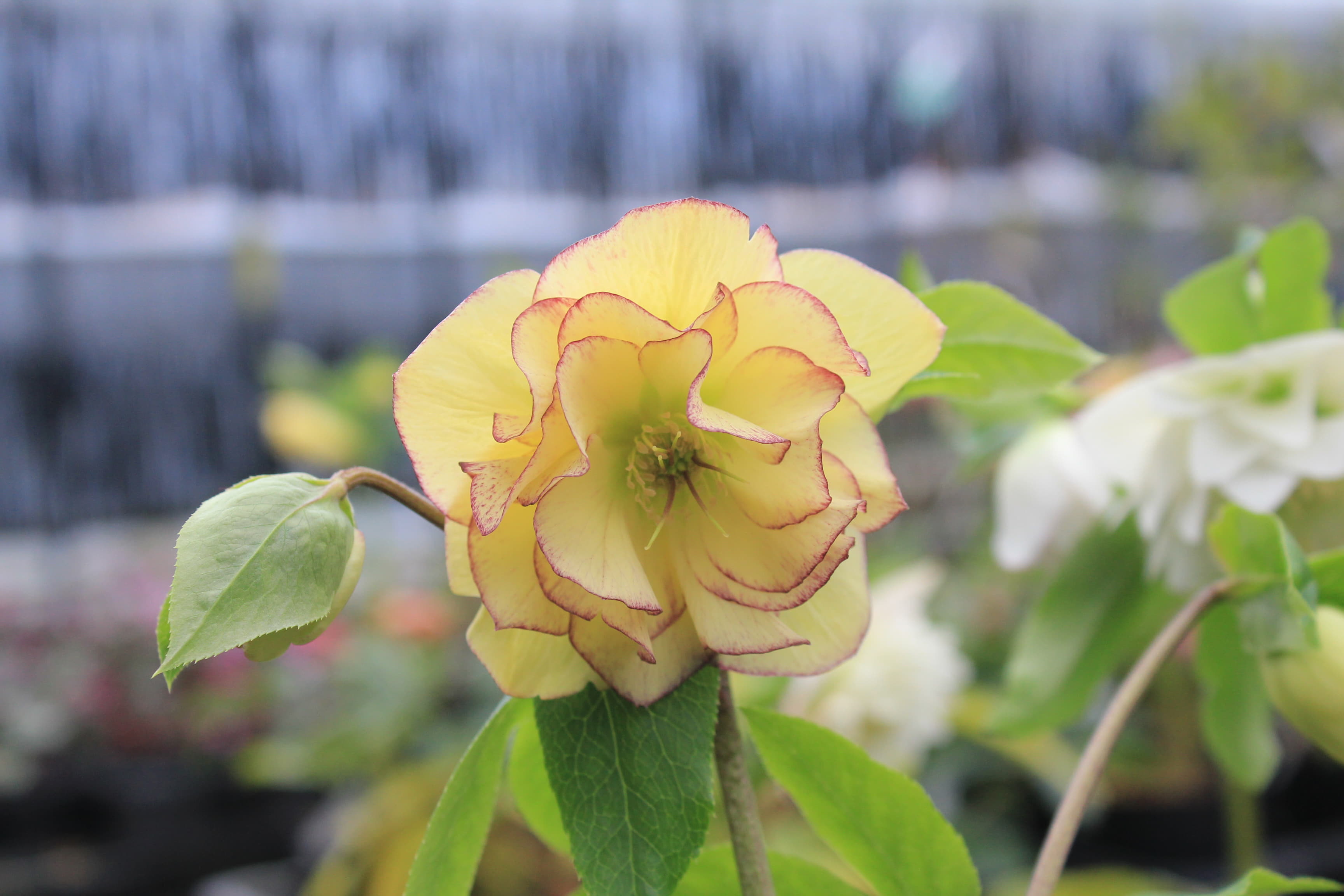 クリスマスローズ　ハイブリダス