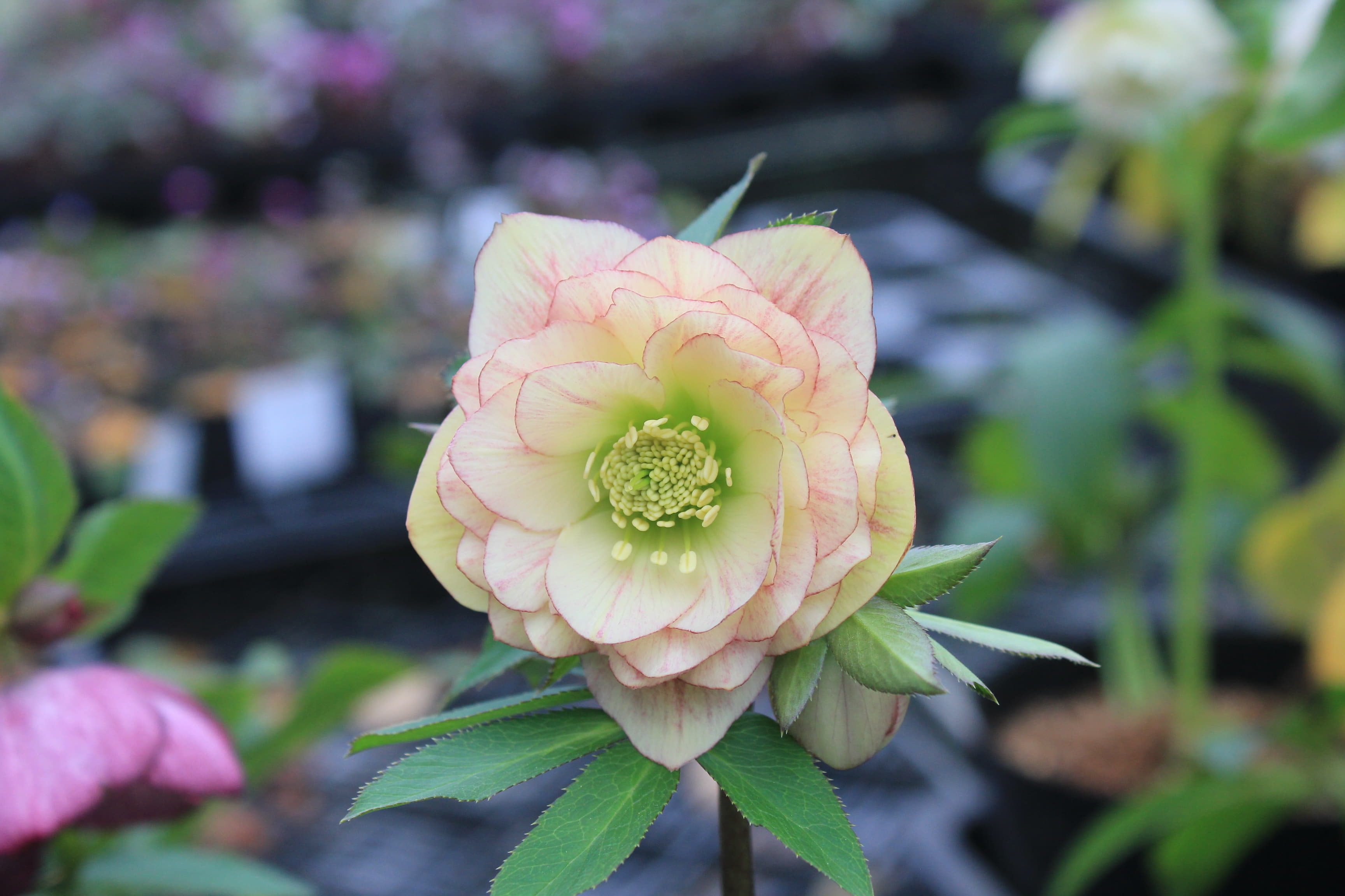 クリスマスローズ　ハイブリダス